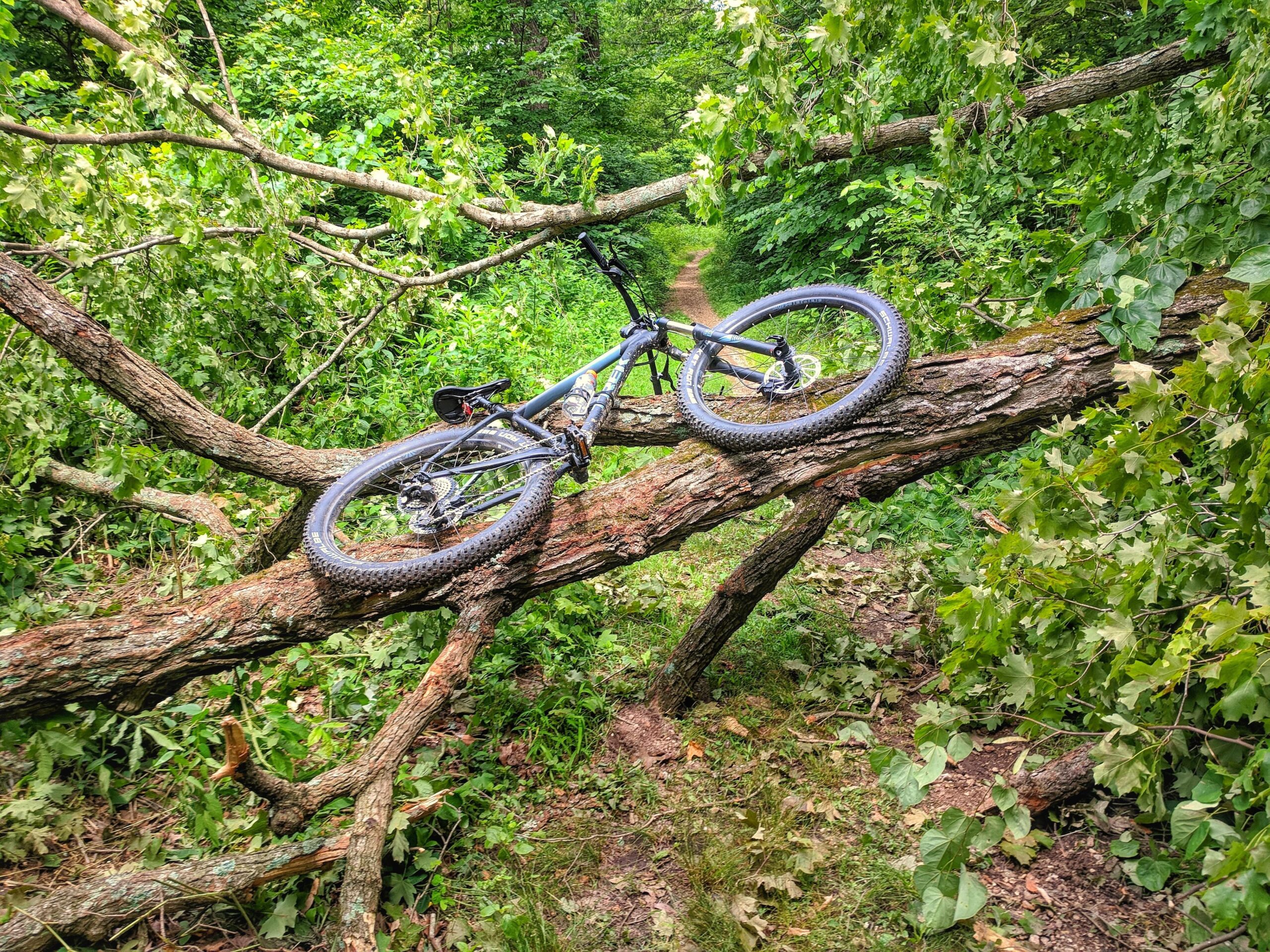 Trek Roscoe 8: Mountain bike resting on a fallen tree branch in a lush, green forest. The path behind the bike is visible, surrounded by dense foliage and scattered leaves.