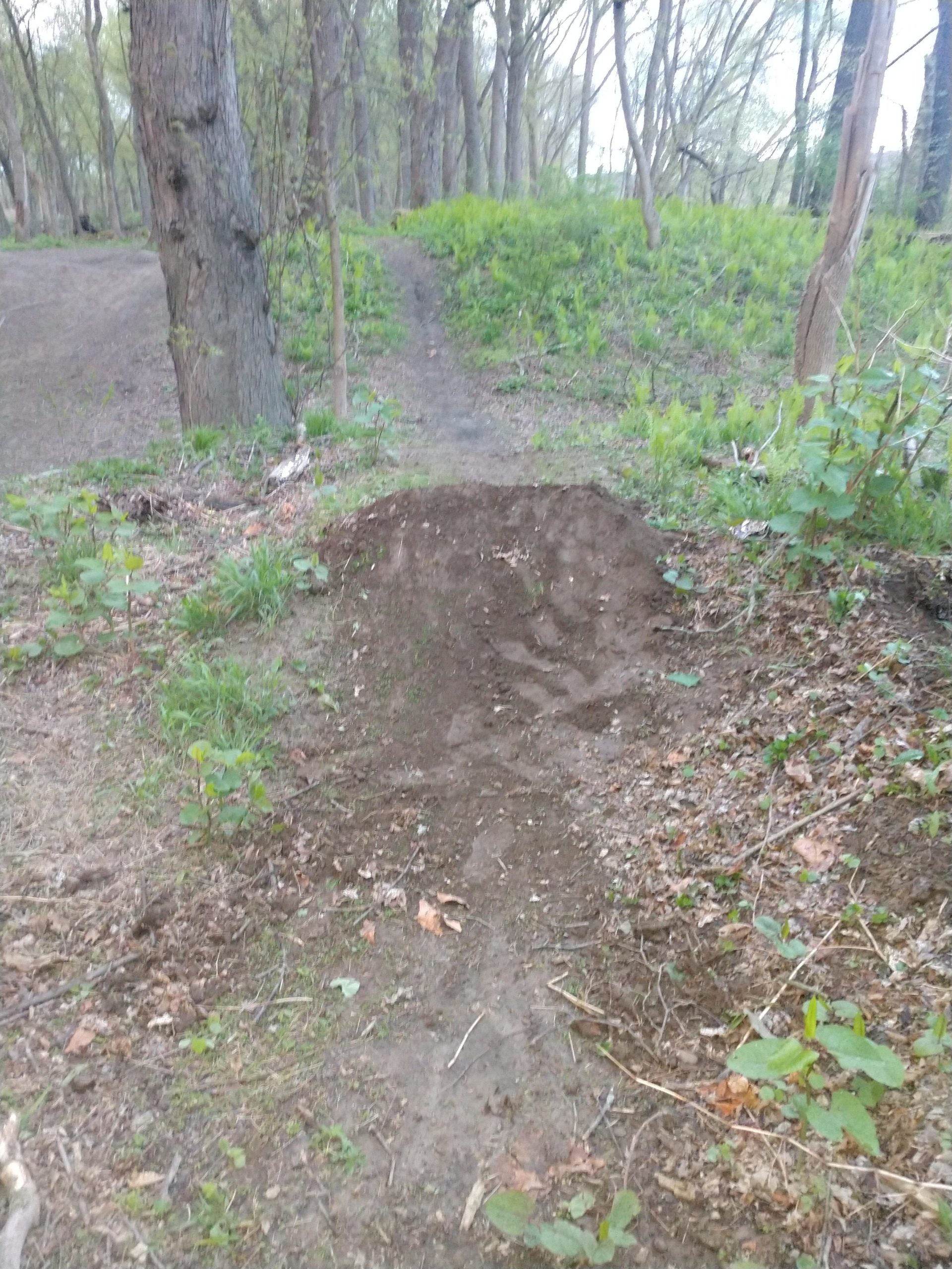 A dirt jump ramp in a wooded area, surrounded by trees and greenery, with a pathway leading off into the forest. Test track dirt jumps mountain bike trail.