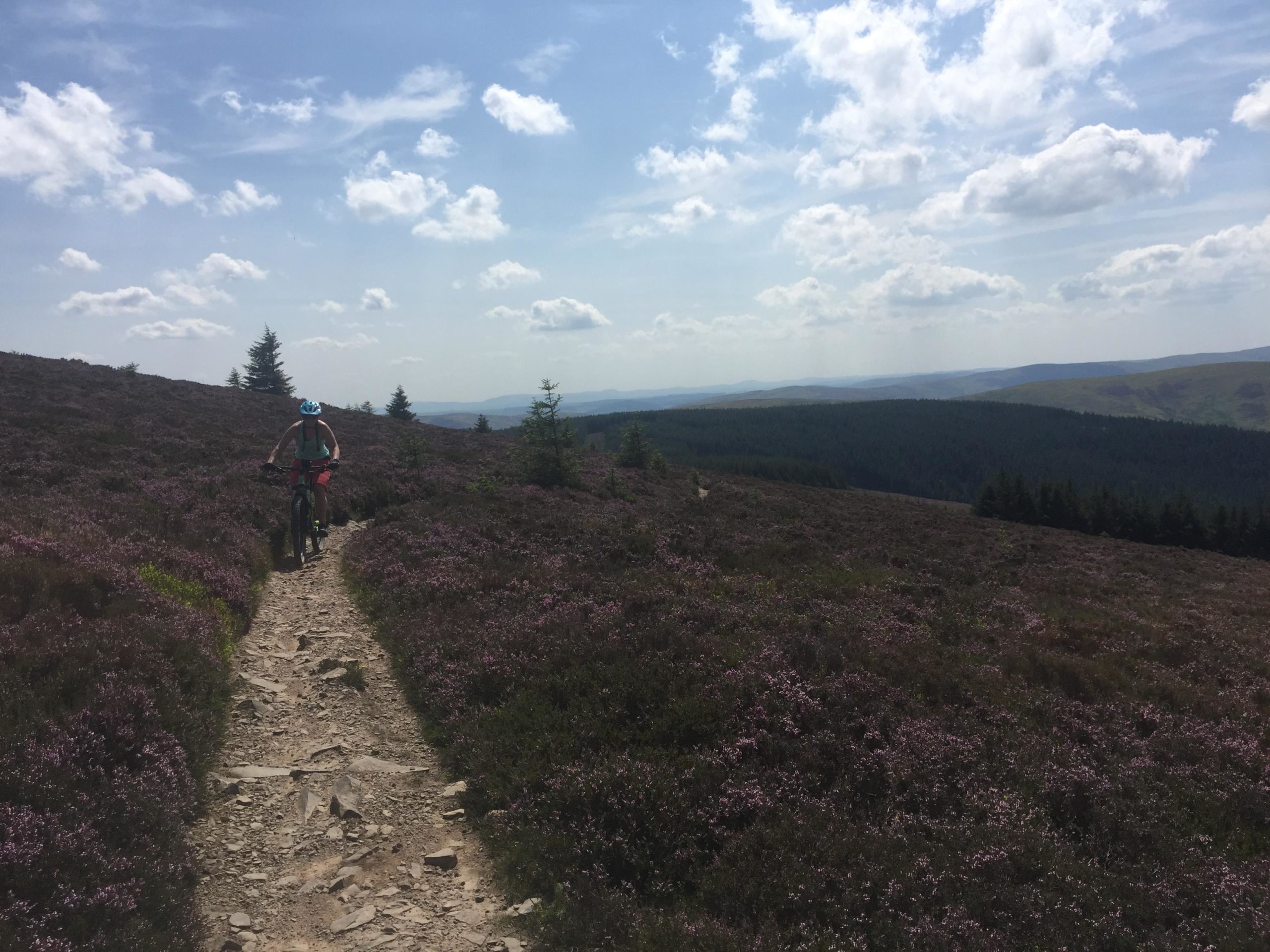 A person riding a mountain bike on a rocky trail surrounded by purple heather and green trees, set against a backdrop of a cloudy blue sky. The scene captures a picturesque outdoor landscape, ideal for cycling enthusiasts. Innerleithen mountain bike trail.