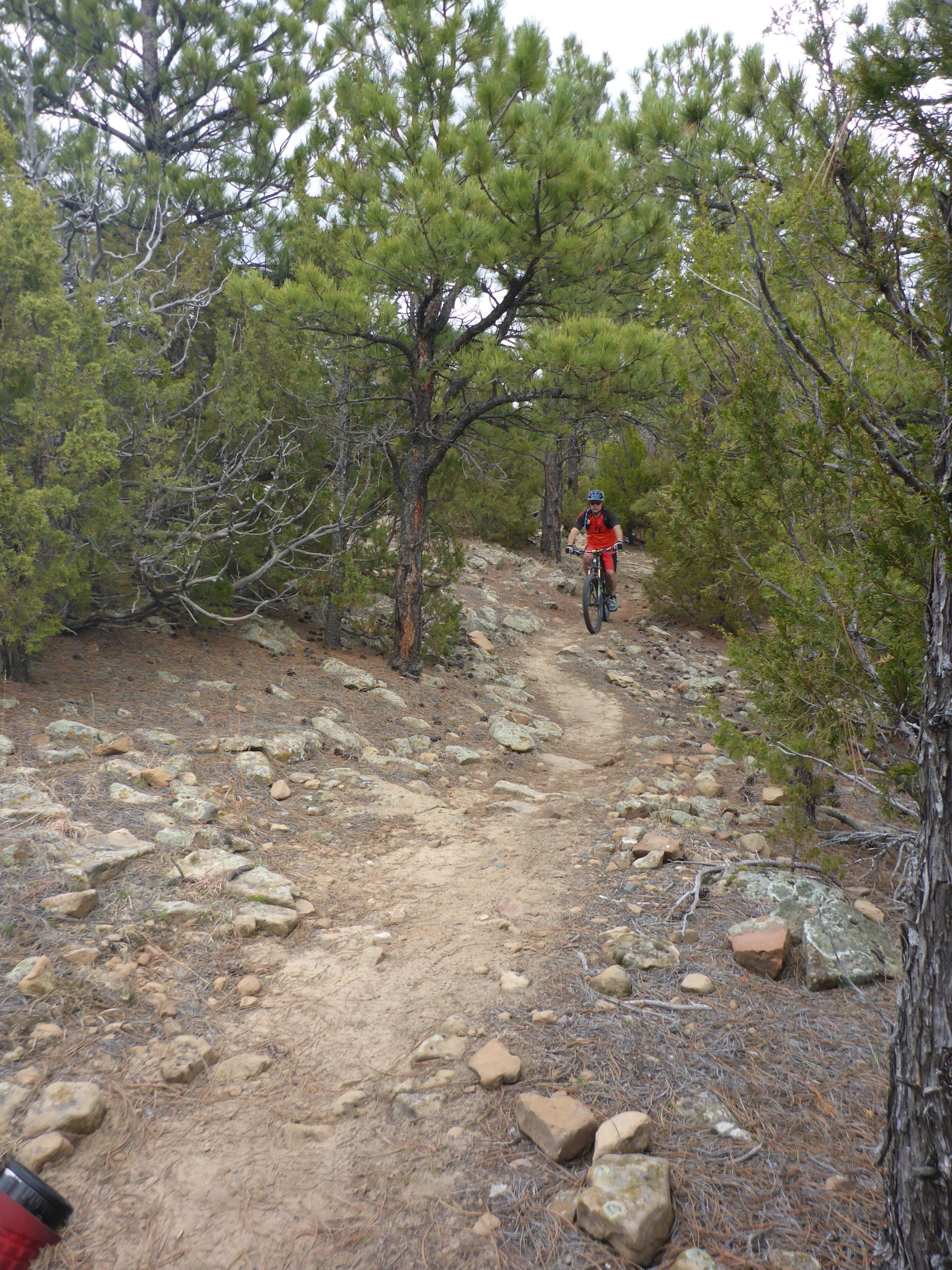 A mountain biker riding along a narrow, rocky trail surrounded by pine trees in a forested area. The path is winding and features a mix of dirt and stones, indicating a challenging outdoor terrain. Glendo State Park mountain bike trail.