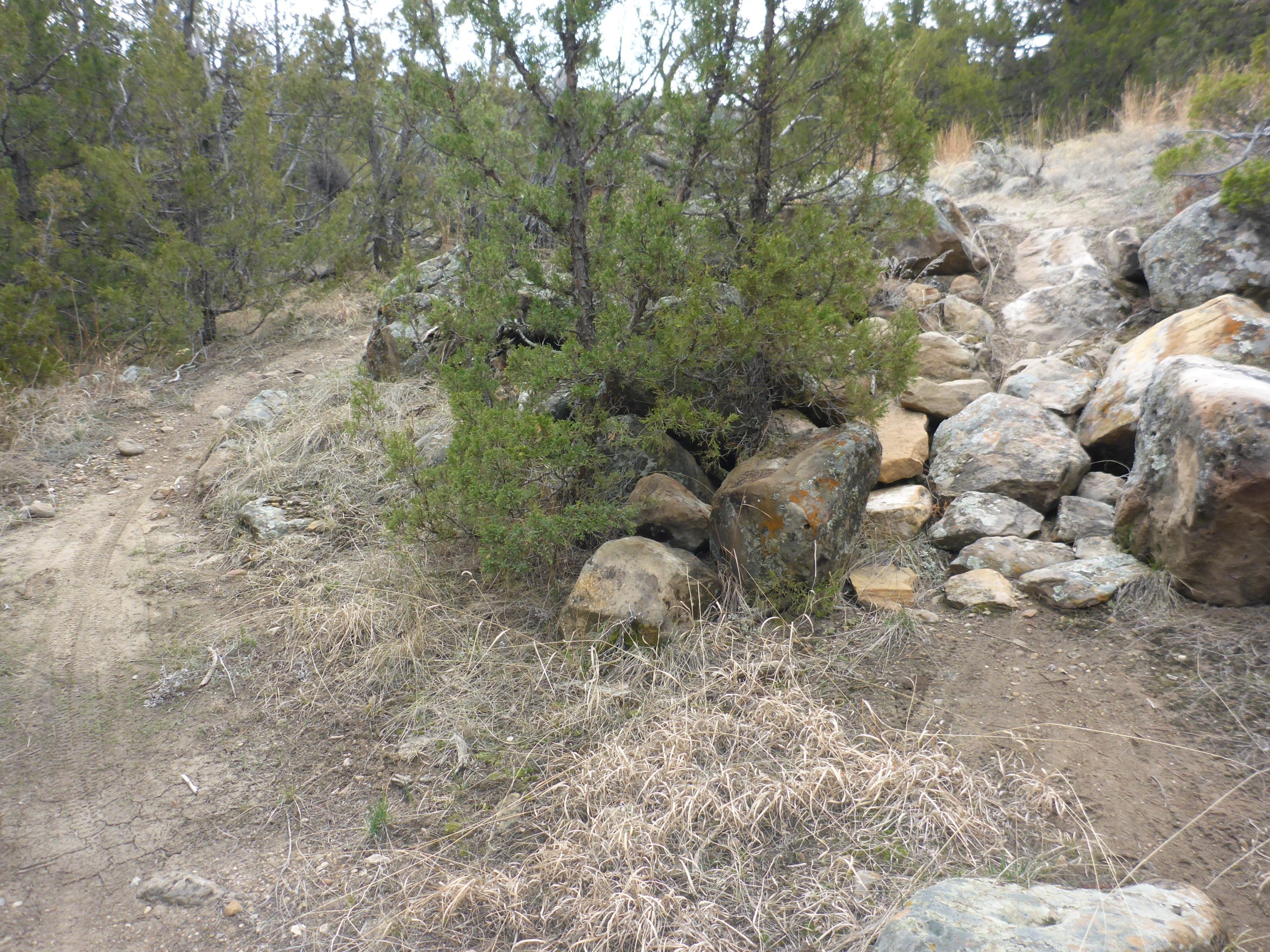 A rugged dirt trail surrounded by small shrubs and rocks, with two diverging paths visible in the foreground. The terrain is uneven, featuring a mix of dry grass and rocky areas, typical of a natural outdoor environment. Glendo State Park mountain bike trail.