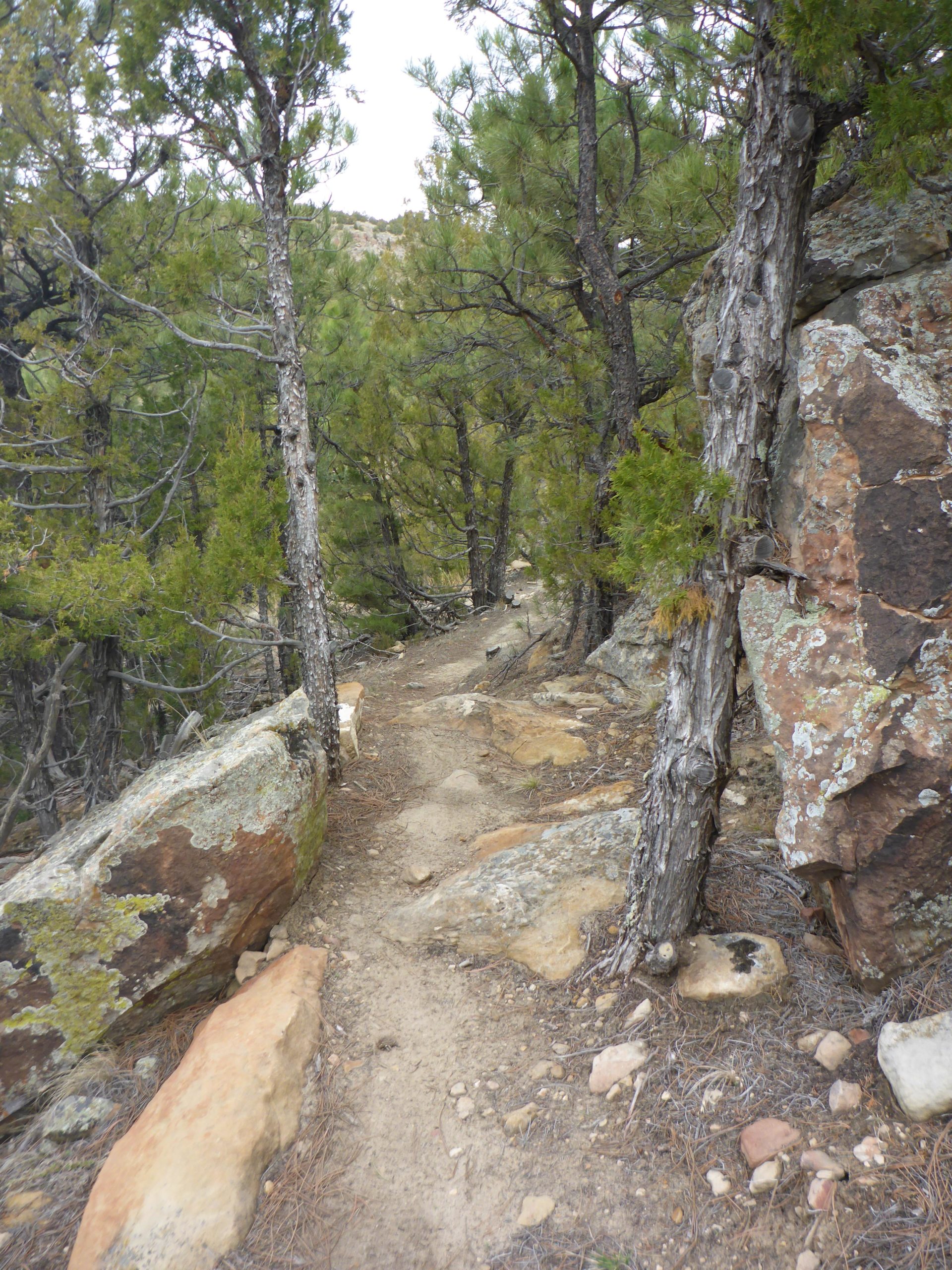 A narrow hiking trail winding through a forest of pine trees, flanked by large rocks and earthy ground, under a cloudy sky. Glendo State Park mountain bike trail.