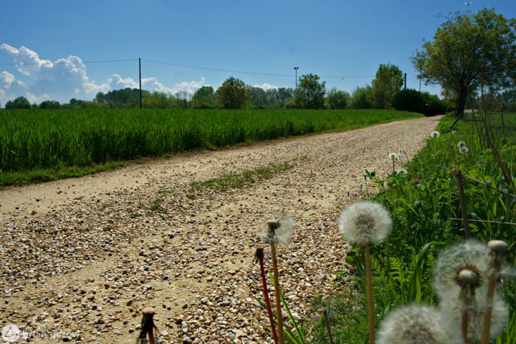 A dirt road bordered by tall green grass and wildflowers, with fluffy dandelions in the foreground. The scene is set under a clear blue sky with fluffy white clouds in the background. Power lines stretch across the horizon, and trees line the edges of the path.