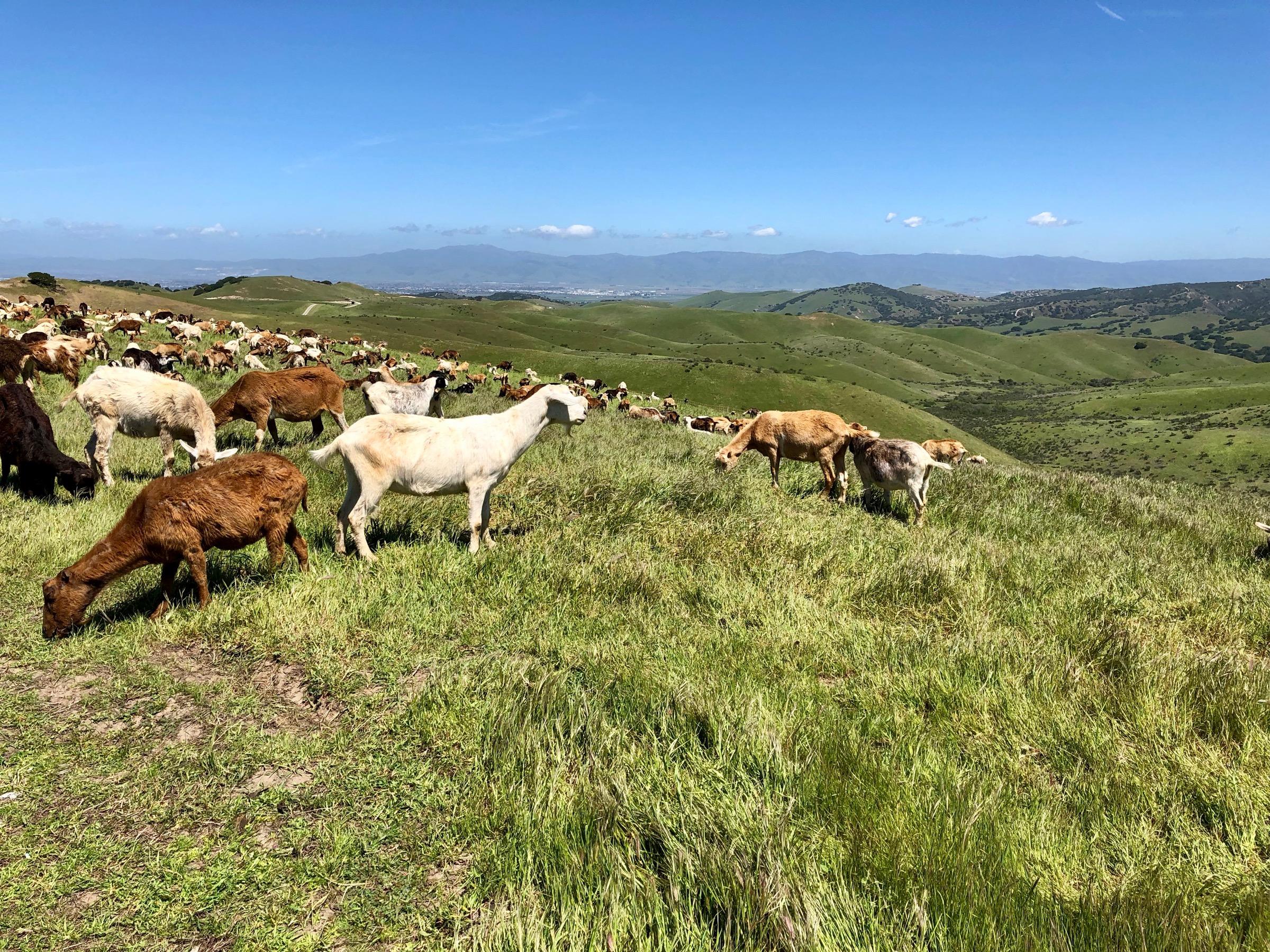 A herd of goats grazing on lush green hills under a blue sky with scattered clouds. The landscape features rolling hills in the background, showcasing a serene rural environment. Fort Ord Public Lands mountain bike trail.