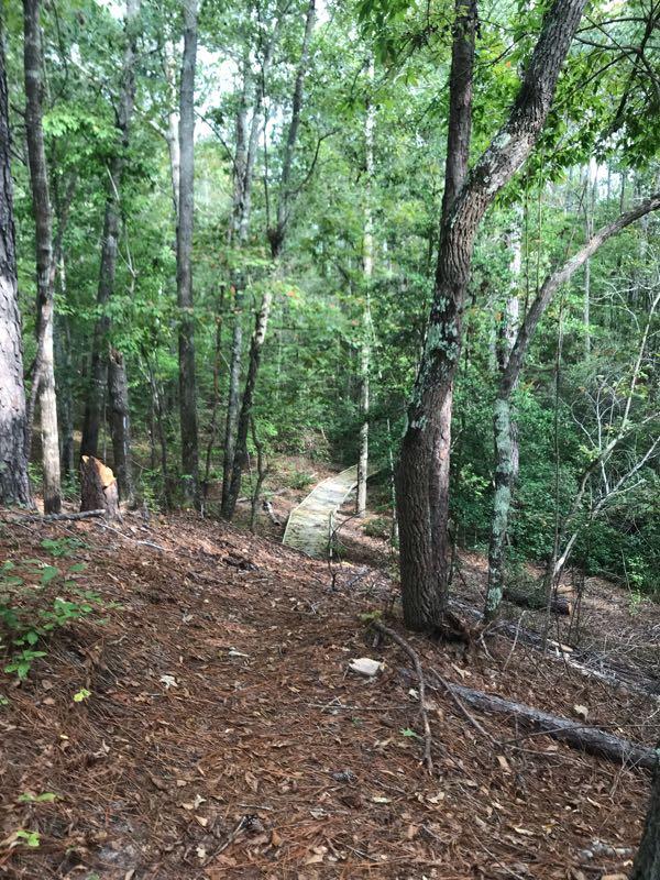 A forested trail winding through a dense area of trees, with a wooden walkway visible in the background. The ground is covered in pine needles and scattered twigs, indicating a natural woodland setting. Soft sunlight filters through the foliage, creating a serene atmosphere. Palmetto Trail (Gate 5) mountain bike trail.