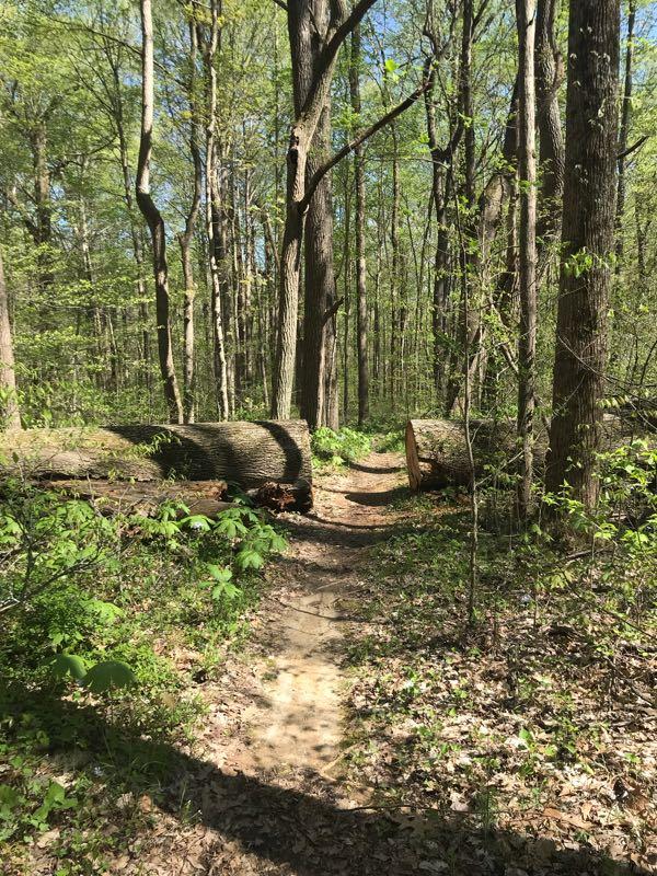 A narrow dirt path winding through a lush green forest, flanked by fallen logs on either side. Sunlight filters through the trees, highlighting the vibrant leaves and foliage surrounding the trail. Sycamore Ridge mountain bike trail.