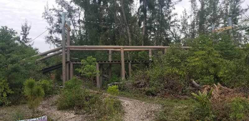 An overgrown path leading to a structure made of wooden beams, surrounded by lush greenery and trees, under a cloudy sky. The structure appears to be part of an amusement attraction, partially obscured by vegetation. Amelia Earhart Park mountain bike trail.