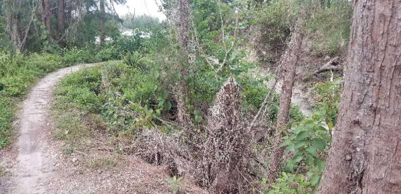 A narrow dirt path winds through a lush, green area, surrounded by dense foliage and trees. The scene is natural and serene, with various plants and underbrush lining the trail, leading into the forested background. Amelia Earhart Park mountain bike trail.