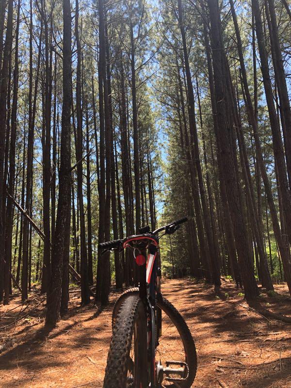 A mountain bike positioned on a dirt path in a dense pine forest, with tall trees reaching towards a clear blue sky. Sunlight filters through the branches, illuminating the forest floor covered in pine needles. The Trails At The Beach mountain bike trail.