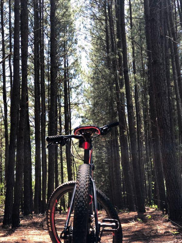 A mountain bike is positioned at the forefront, facing down a narrow trail surrounded by tall, straight pine trees. Sunlight filters through the branches, casting dappled light on the forest floor covered with pine needles. The Trails At The Beach mountain bike trail.