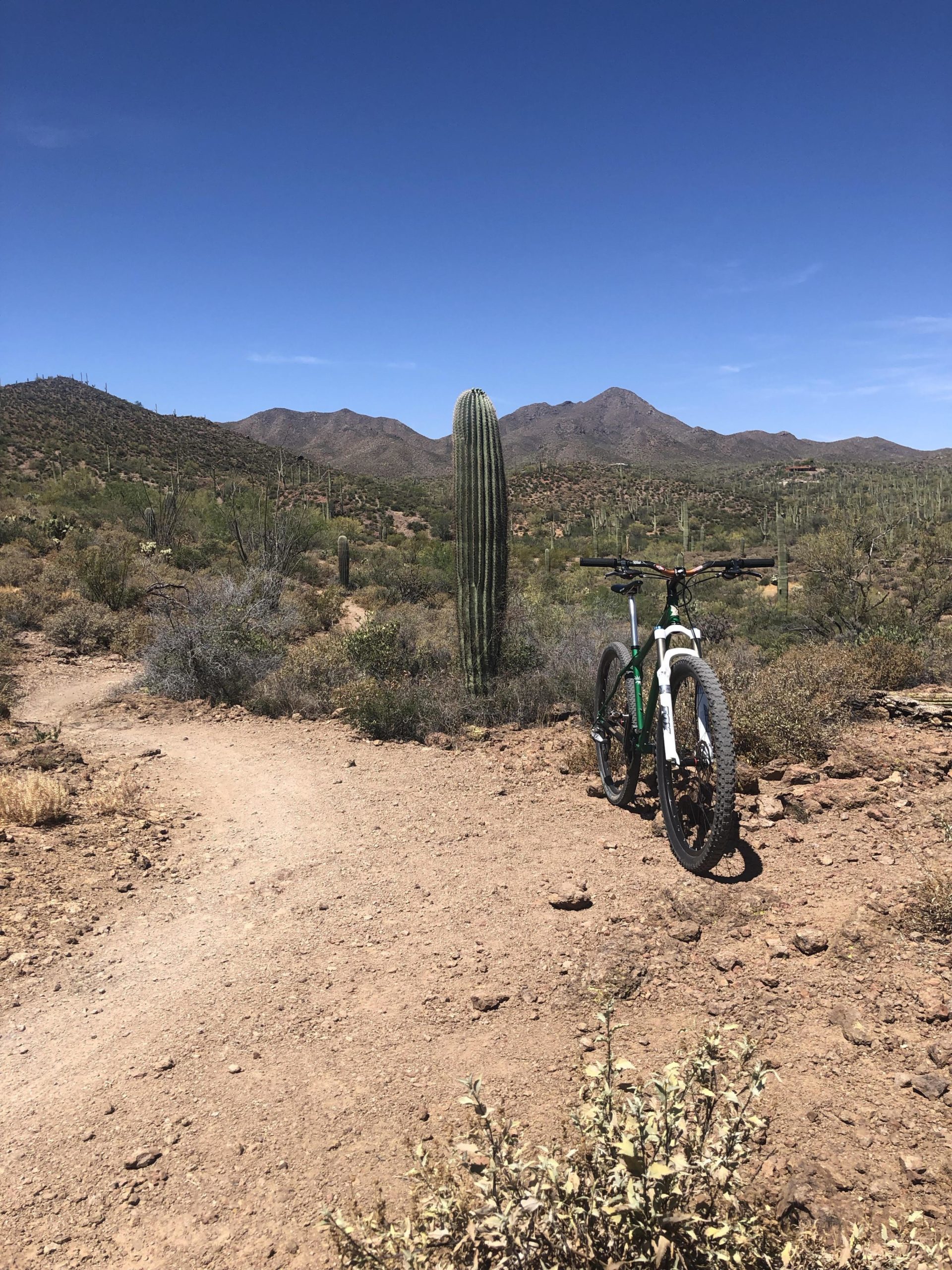 A mountain bike rests on a dirt path surrounded by desert vegetation, including a tall cactus, with mountains in the background under a clear blue sky. Sweetwater Preserve mountain bike trail.
