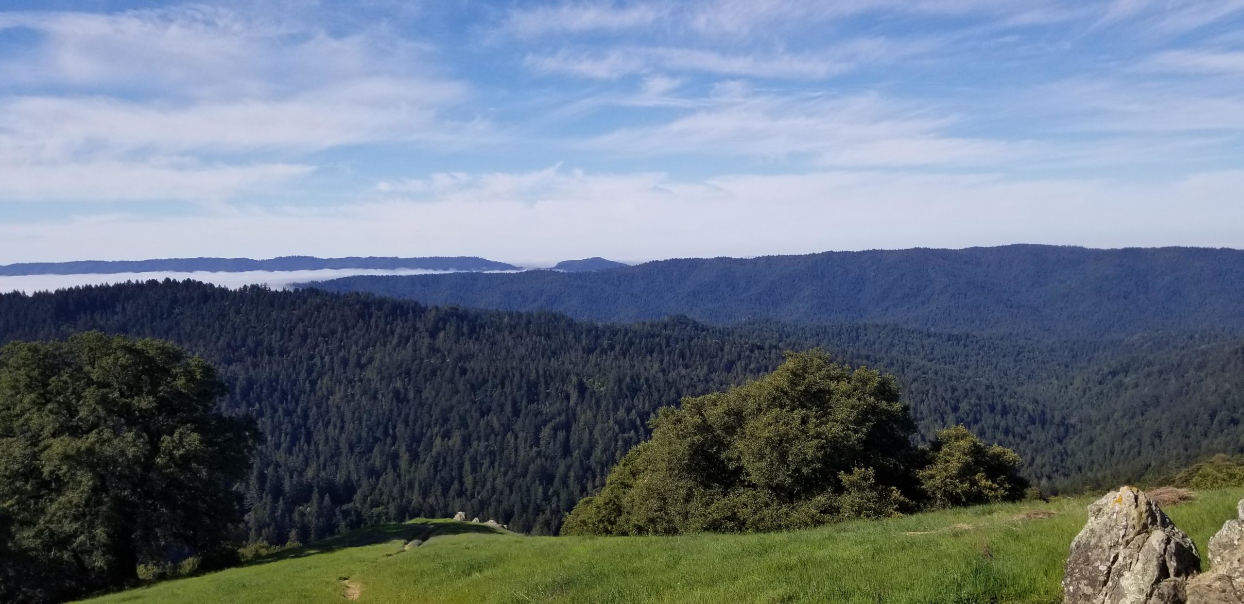A panoramic view of rolling green hills covered with pine trees under a partly cloudy sky. In the background, a layer of fog blankets the lower valleys, creating a serene and tranquil landscape. A large tree is visible in the foreground, adding depth to the natural scene. Saratoga Gap mountain bike trail.
