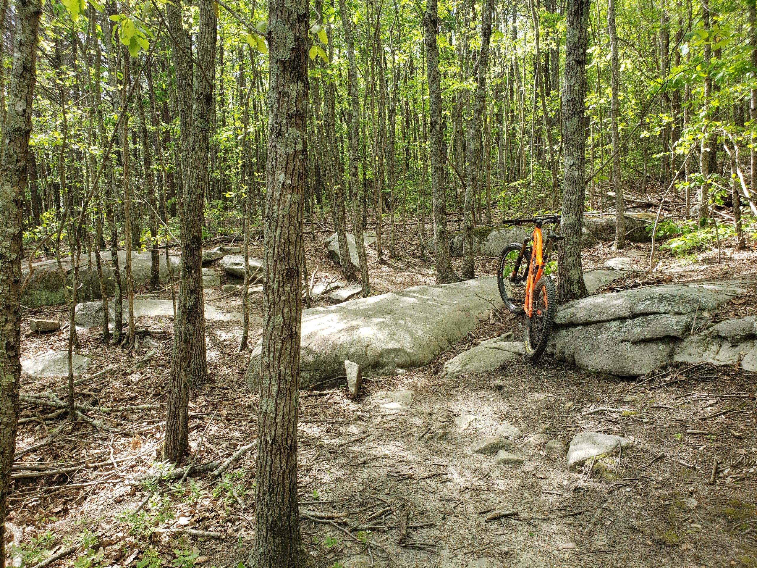 A bright orange mountain bike is leaning against a tree in a dense forest. The scene features a mix of young green leaves and tall trees, with rocky terrain and a winding trail visible among the underbrush. Sunlight filters through the foliage, creating a warm and inviting atmosphere. Five Points mountain bike trail.