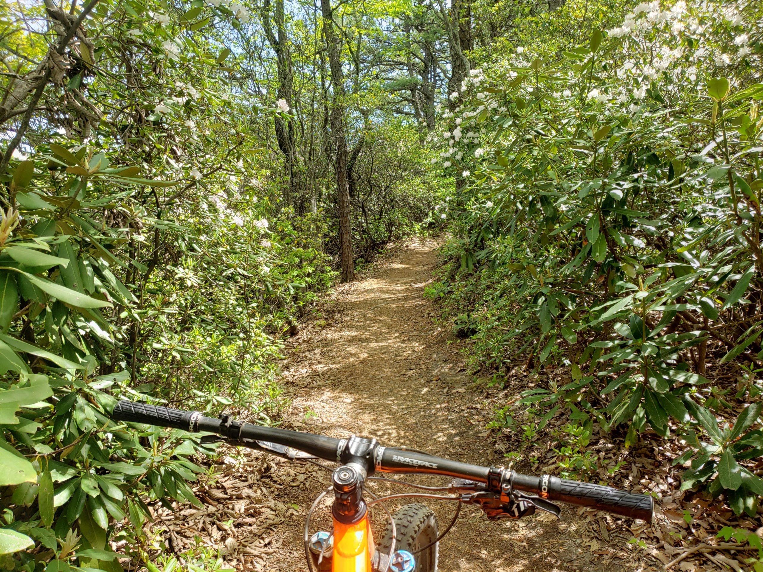 A mountain bike handlebar in the foreground, with a narrow dirt trail winding through lush green foliage and blooming flowers. Sunlight filters through the trees, creating a bright and inviting atmosphere in a natural outdoor setting. Kitsuma mountain bike trail.