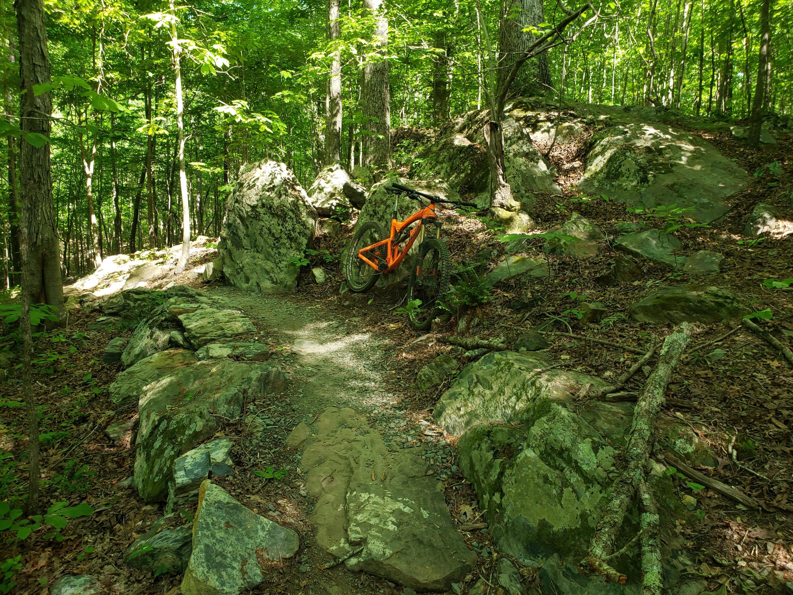 A mountain bike with an orange frame is parked beside a rocky trail in a lush green forest, surrounded by trees and natural vegetation. The path is lined with smooth stones and the ground is covered with leaves. Sunlight filters through the trees, creating a serene outdoor atmosphere. Brumley Forest mountain bike trail.