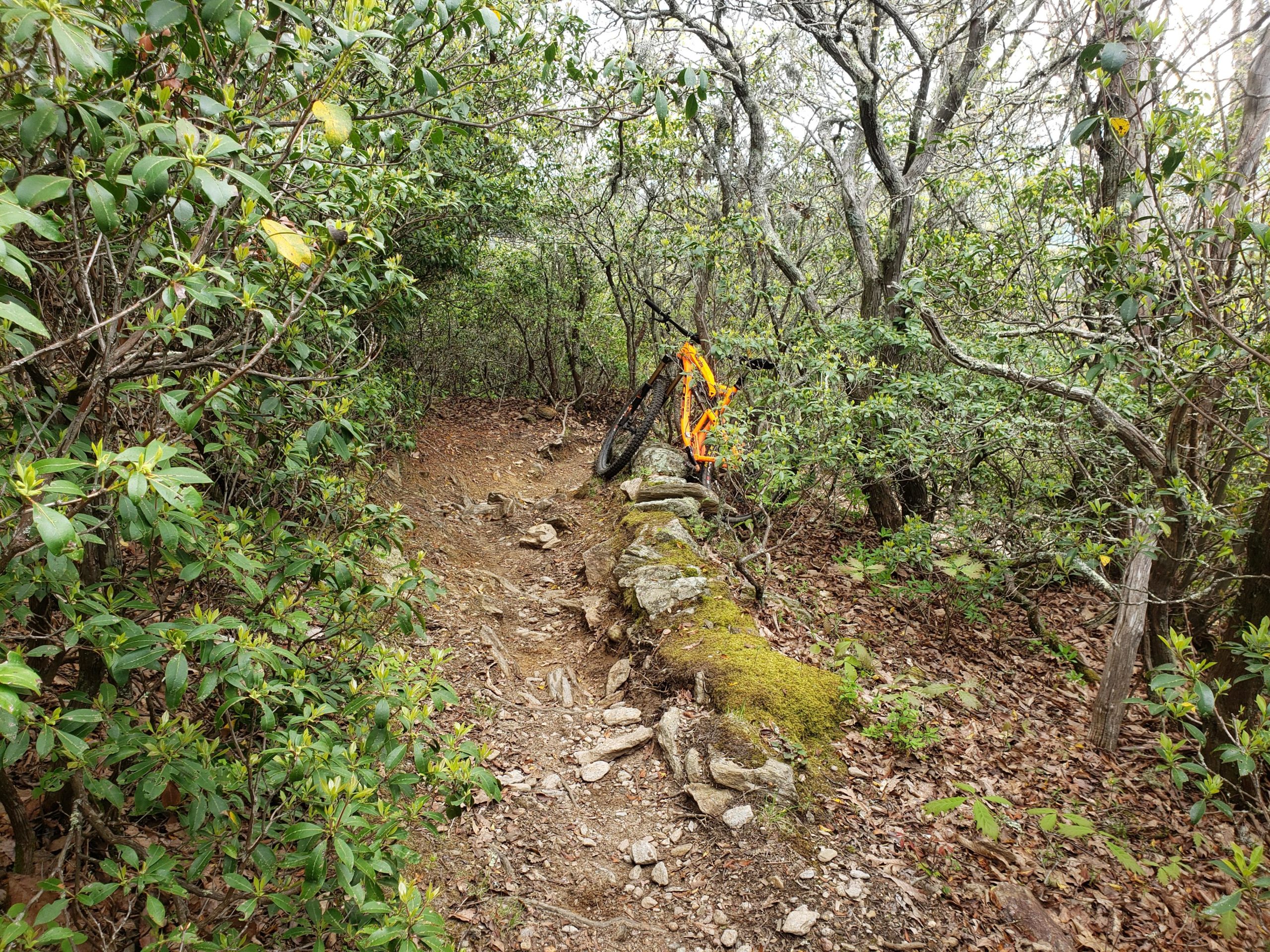 A narrow dirt trail surrounded by lush green bushes and trees, featuring a rocky path with scattered leaves. An orange mountain bike is propped against a moss-covered stone in the foreground. Laurel Mountain mountain bike trail.
