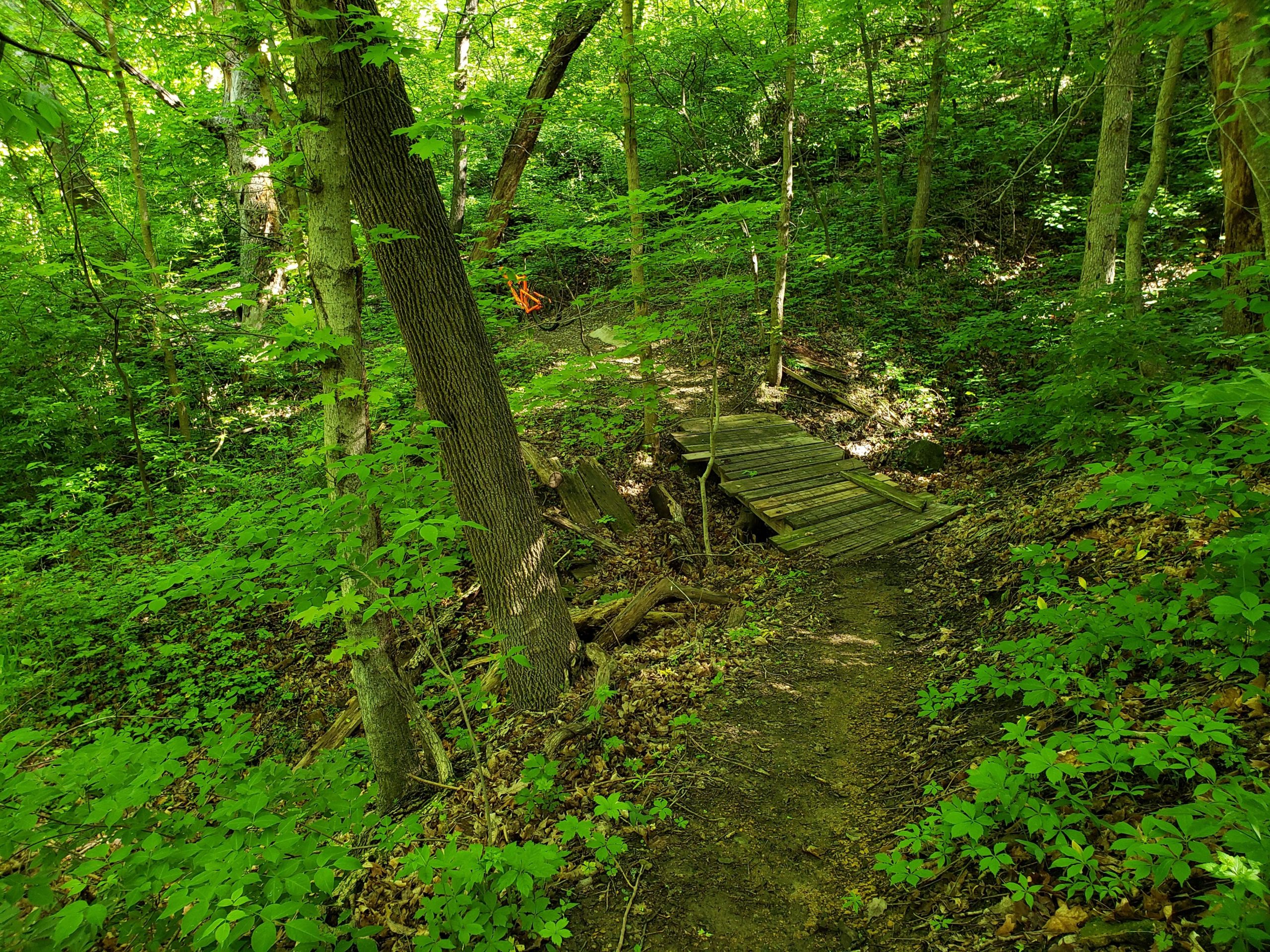 A serene forest scene featuring a narrow wooden bridge crossing a small ditch, surrounded by vibrant green foliage and trees. Sunlight filters through the leaves, illuminating the pathway that winds through the lush undergrowth. Gunn Park Trails mountain bike trail.