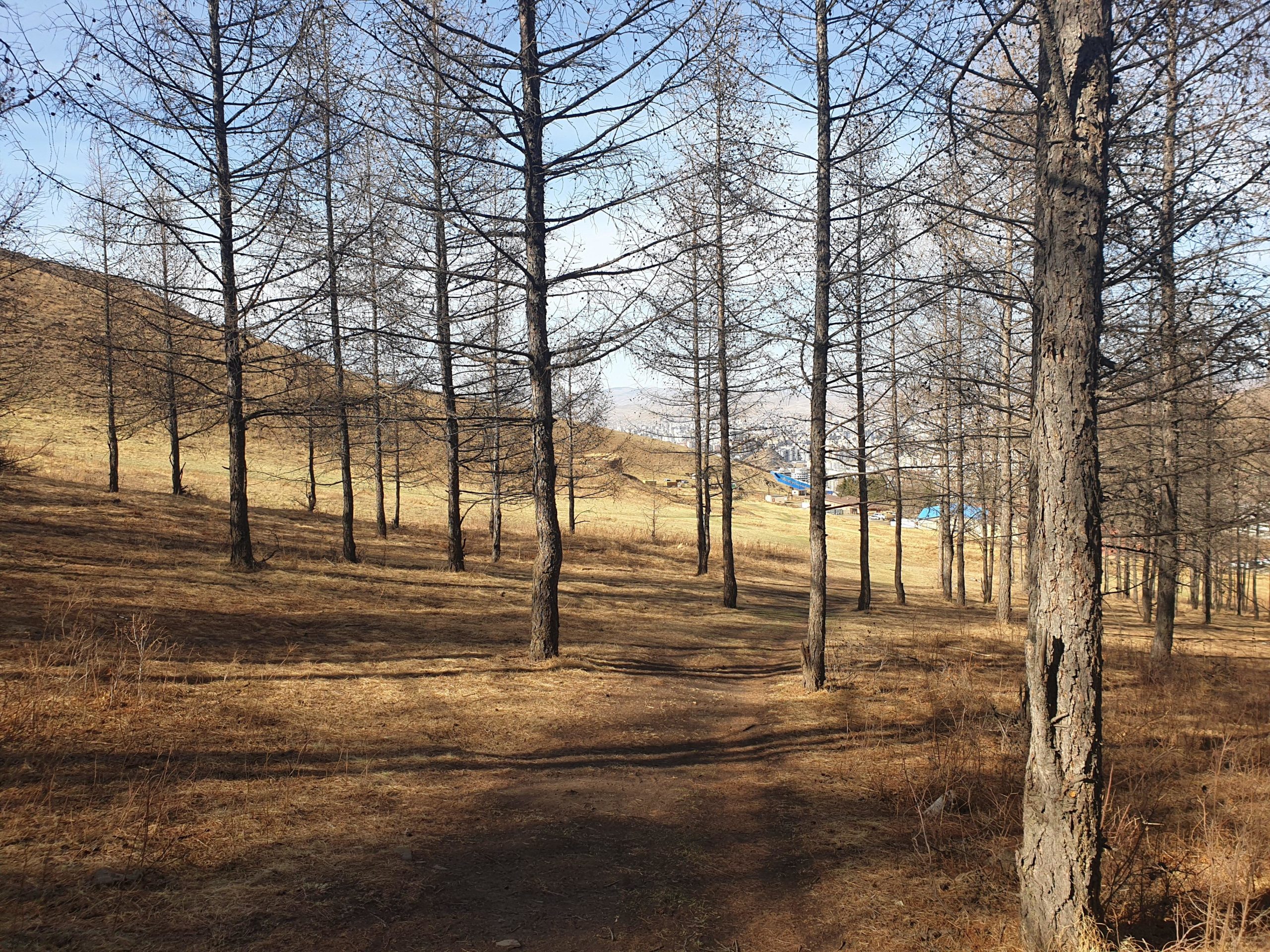 A wooded area with tall, bare trees standing on a gently sloping hillside. The ground is dry and covered with brown grass, and in the background, there are hints of structures with blue roofs. The sky is clear with soft sunlight illuminating the scene. Zaisan Chutes mountain bike trail.