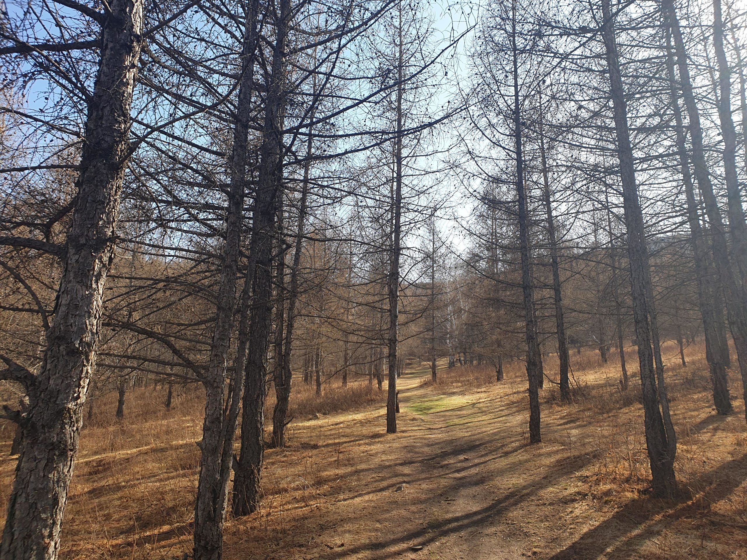 A narrow pathway winding through a forest with tall, bare trees and golden grasses. The sky is clear and blue, creating a serene atmosphere in the early spring setting. Shadow patterns are cast on the ground by the trees. Zaisan Chutes mountain bike trail.