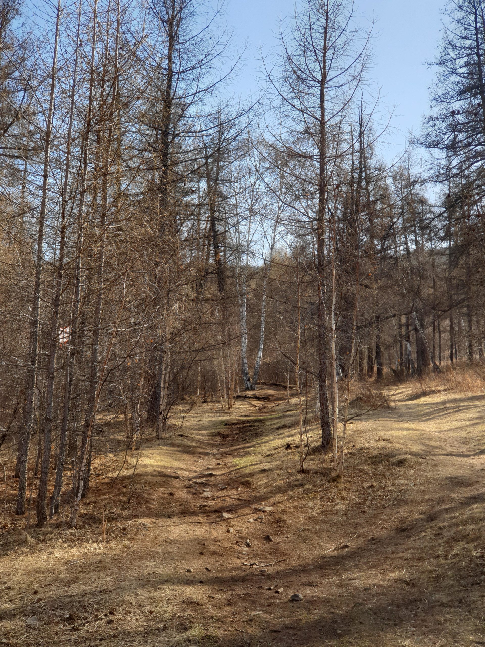 A narrow dirt path meanders through a sparse forest, lined with tall, bare trees under a clear blue sky. The ground is a mix of dry grass and exposed earth, with occasional rocks scattered along the trail. The scene captures a tranquil, natural setting in early spring or late autumn. Zaisan Chutes mountain bike trail.