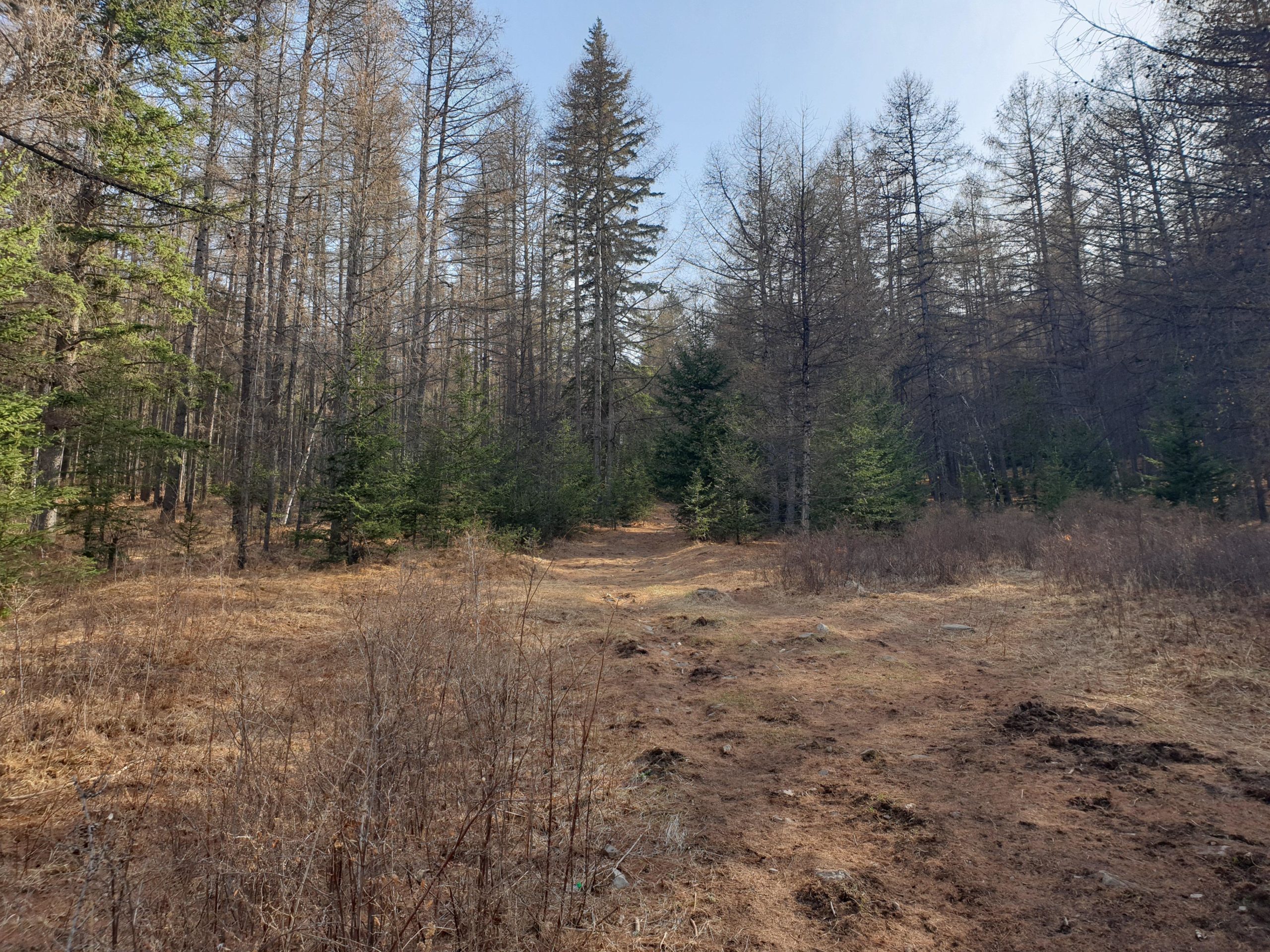A serene forest scene featuring tall coniferous trees, some with brown, barren branches, and a path leading through the underbrush. The ground is covered with dry grass and scattered patches of dirt, creating a natural, earthy atmosphere. Sunlight filters through the trees, illuminating the greenery and adding a tranquil ambiance to the landscape. Zaisan Chutes mountain bike trail.