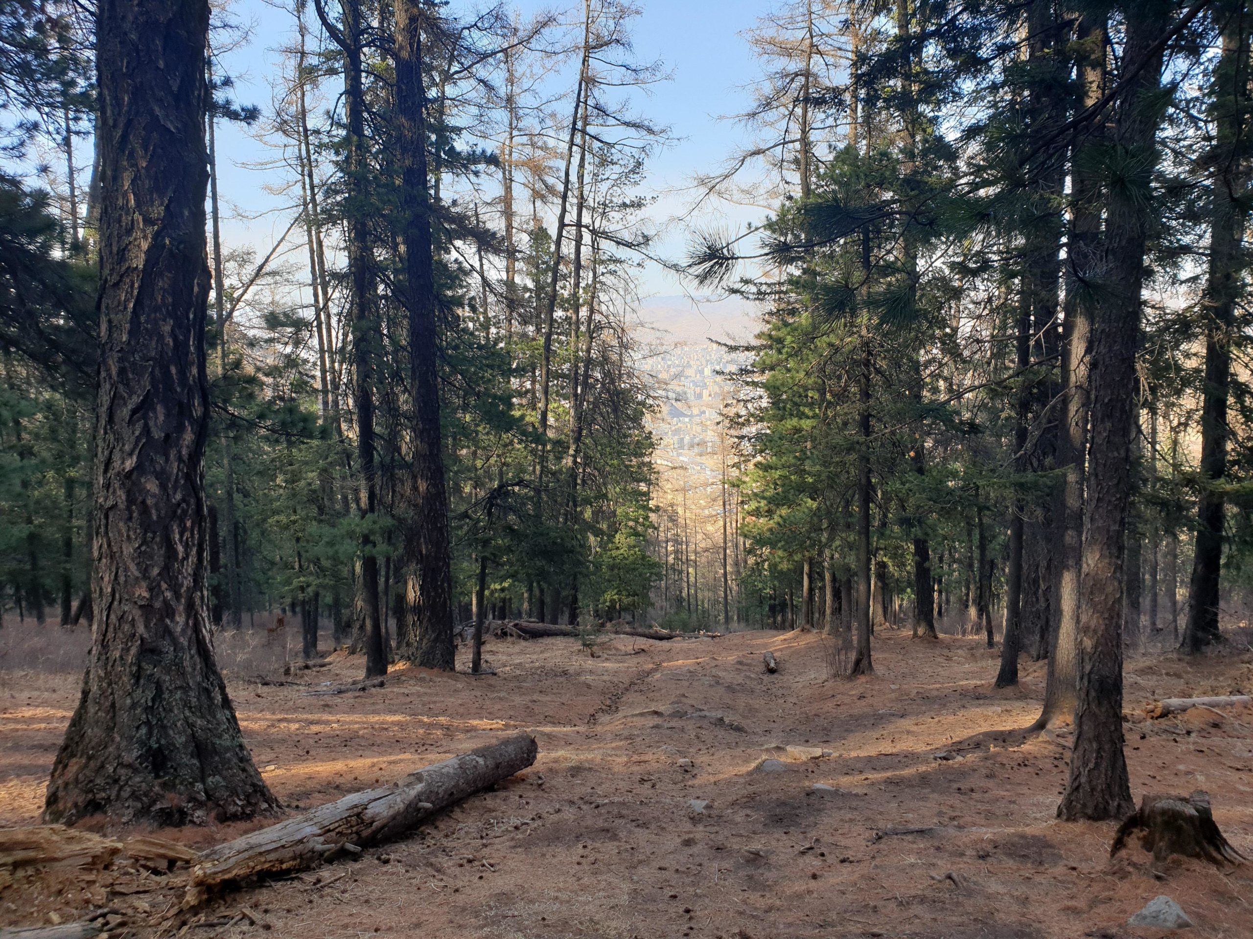 A path winding through a dense forest with tall trees, sunlight filtering through the branches, and a clear blue sky visible in the background. The ground is covered with pine needles and fallen logs, creating a serene natural setting. Zaisan Chutes mountain bike trail.