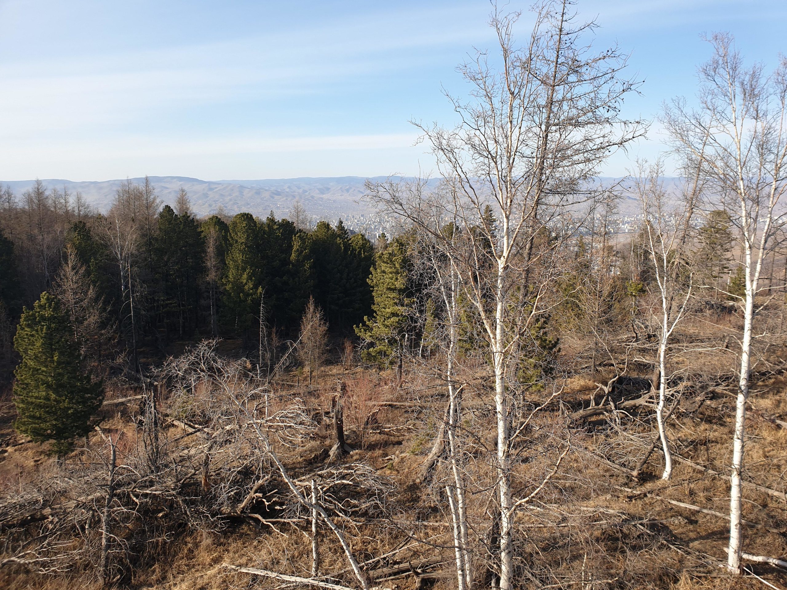 A panoramic view of a forested landscape featuring a mix of green coniferous trees and scattered bare branches. The foreground shows some fallen trees and underbrush, while the background reveals distant hills under a clear blue sky. Zaisan Chutes mountain bike trail.