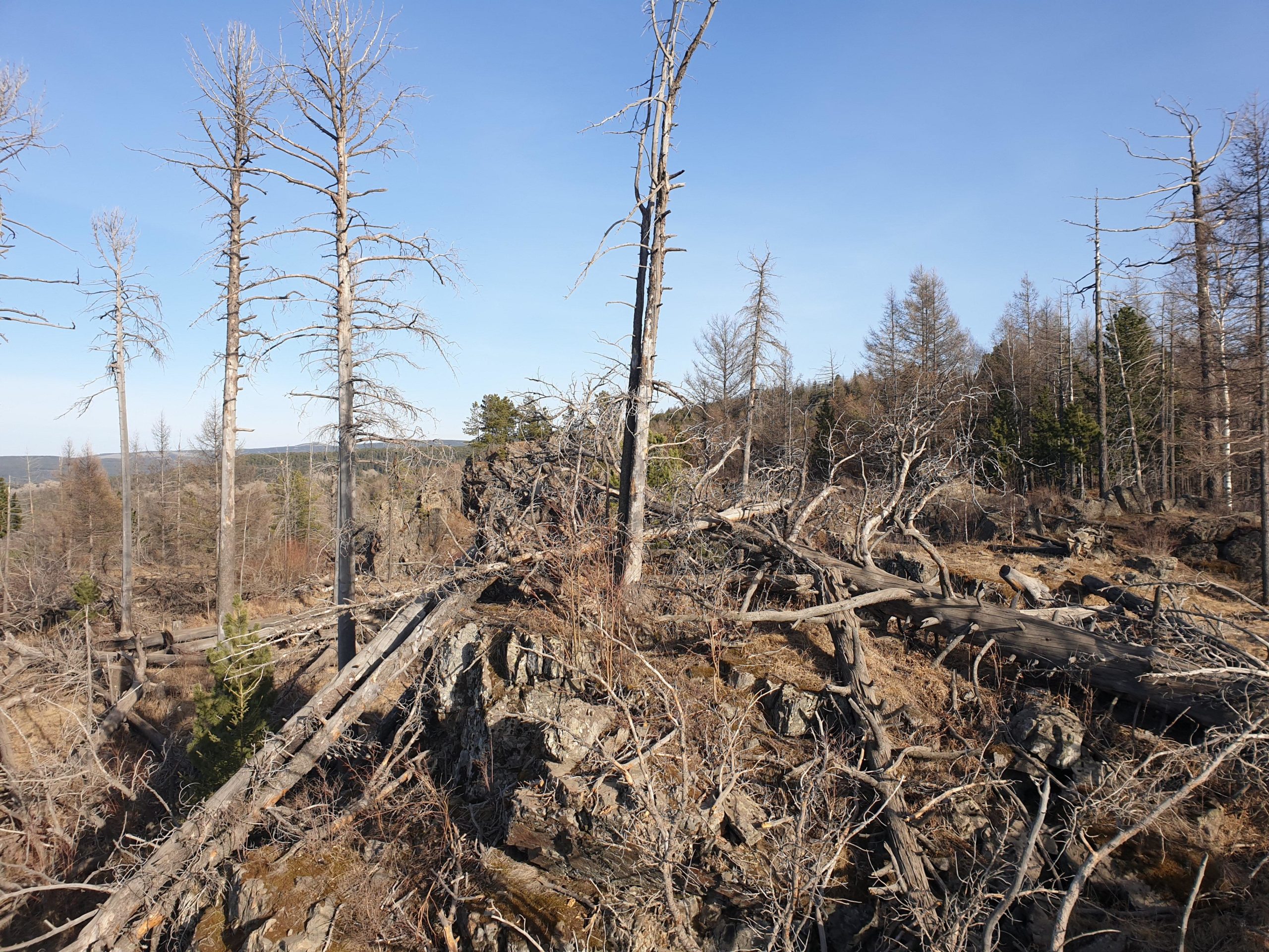 A landscape featuring dead and fallen trees amidst rocky terrain, with a clear blue sky above. The area shows signs of environmental change, with tall, bare trees standing alongside fallen logs and sparse vegetation. Zaisan Chutes mountain bike trail.