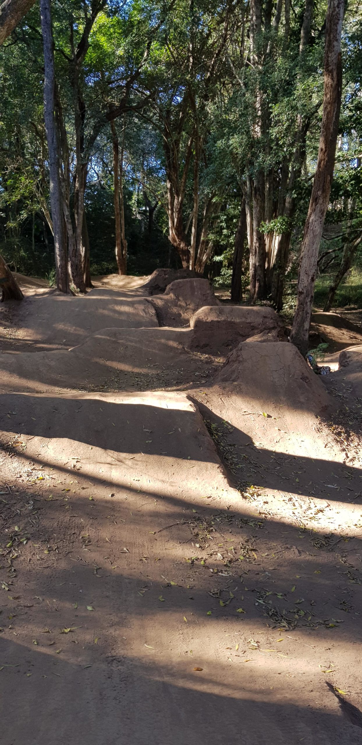 A dirt bike trail in a forested area featuring several dirt mounds and jumps, surrounded by tall trees and dappled sunlight. Fallen leaves cover the ground, and the path is clear for biking activities. Possum