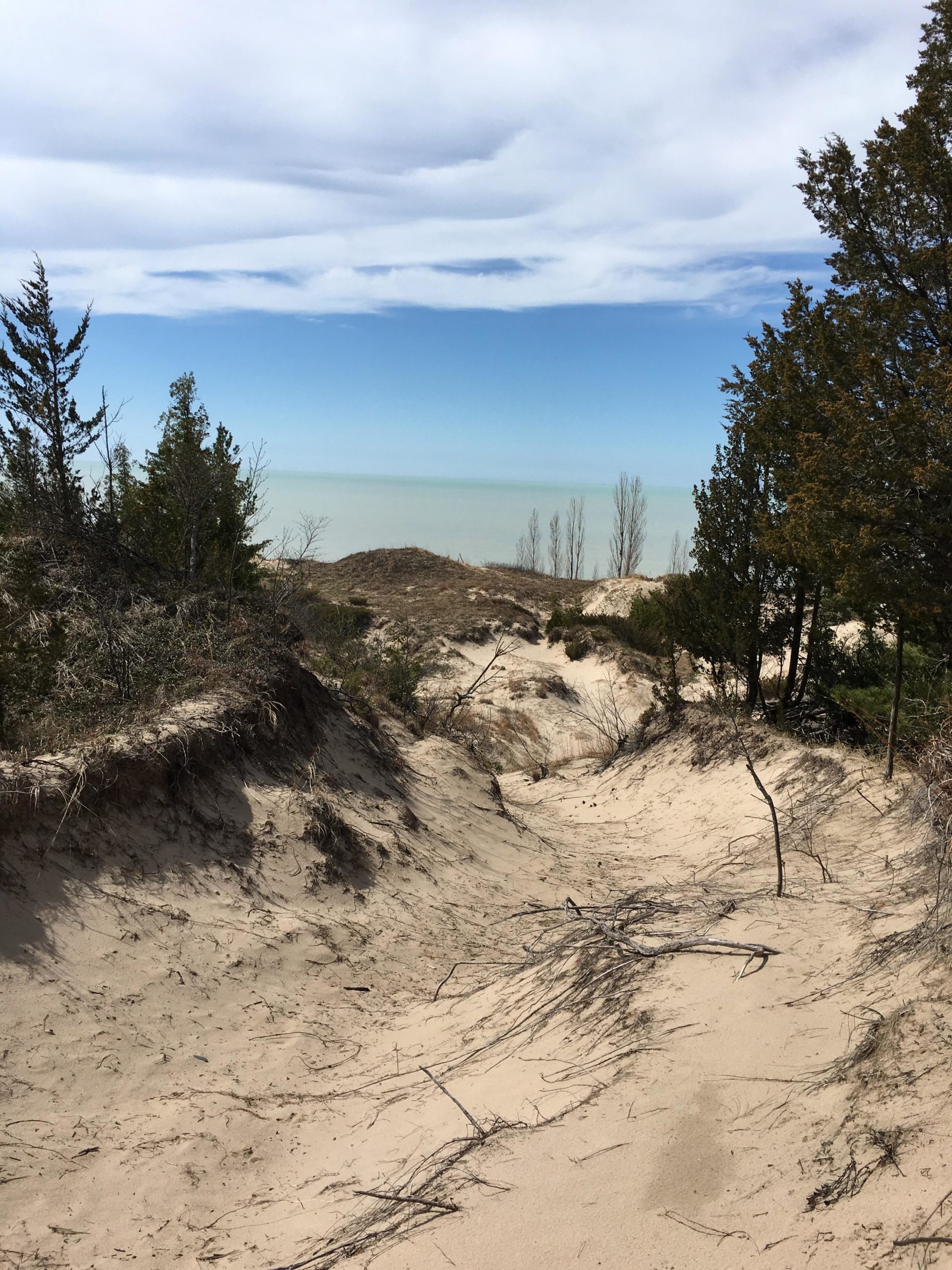 A view of sandy dunes leading down towards a calm body of water, with a clear sky above streaked with wispy clouds. Pine trees are visible on the left and right edges of the image, framing the landscape. The dunes are partially covered with sparse vegetation and branches, creating a natural, serene environment. Pinery Provincial Park mountain bike trail.