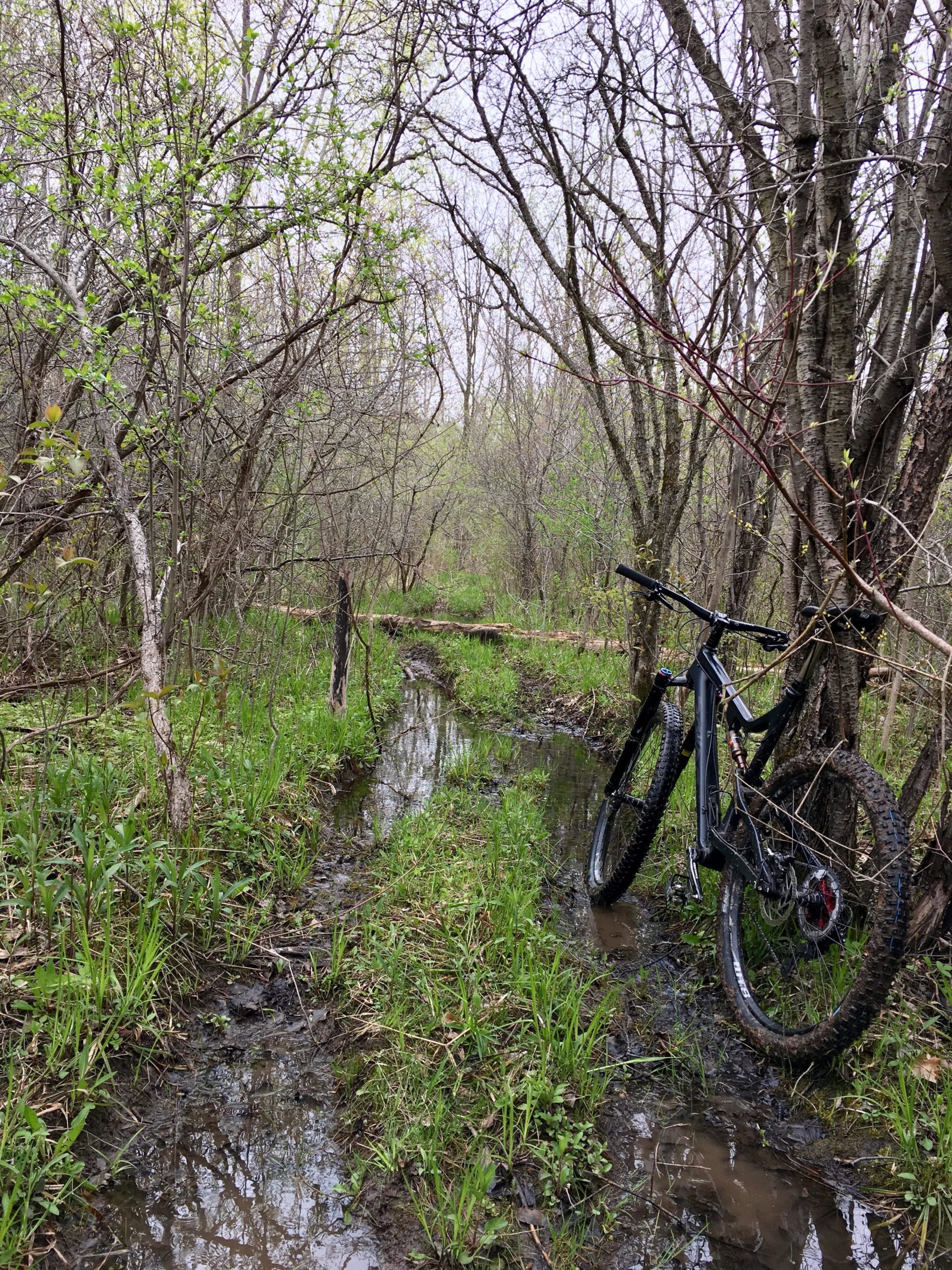 A mountain bike resting against a tree on a muddy trail surrounded by dense, leafing trees and lush green grass, with puddles reflecting the overcast sky. Parkhill Conservation area and rail trail mountain bike trail.