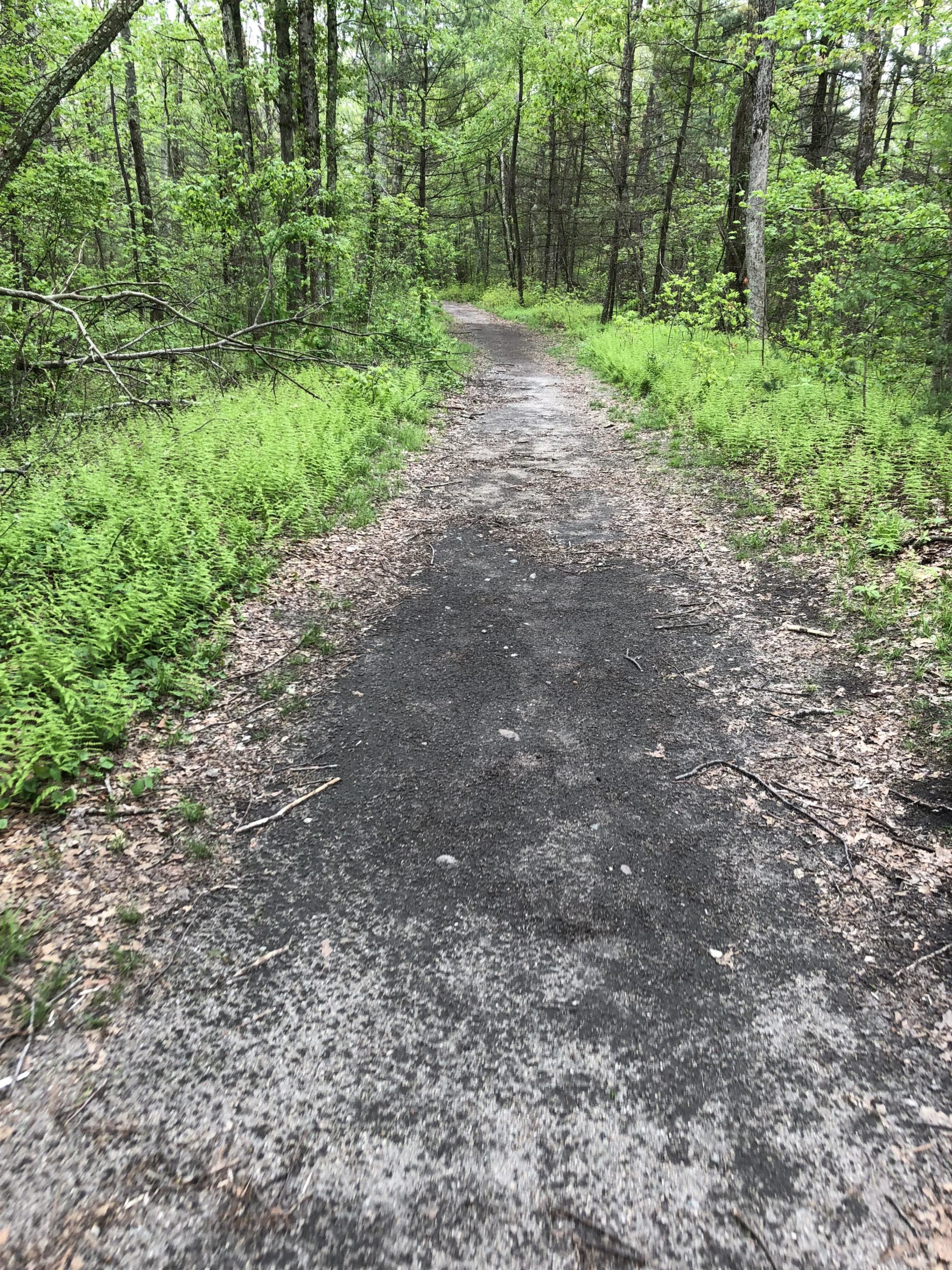 A winding path through a lush green forest, with ferns lining the sides and trees providing a canopy overhead. The trail is made of packed earth and gravel, leading deeper into the natural surroundings. Middle School Loop mountain bike trail.