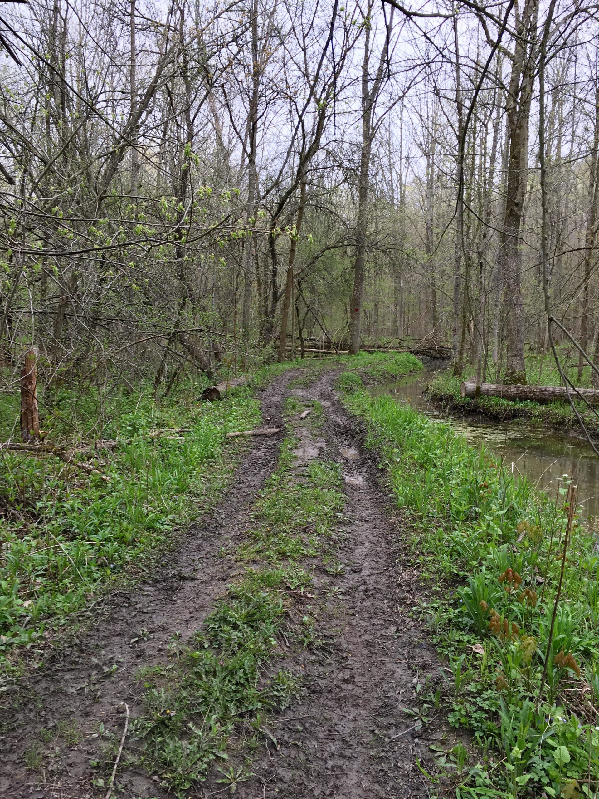 A muddy trail winding through a misty forest, flanked by lush green grass and young leaves on trees. The path appears wet and eroded, leading towards a small stream visible on the right. Parkhill Conservation area and rail trail mountain bike trail.