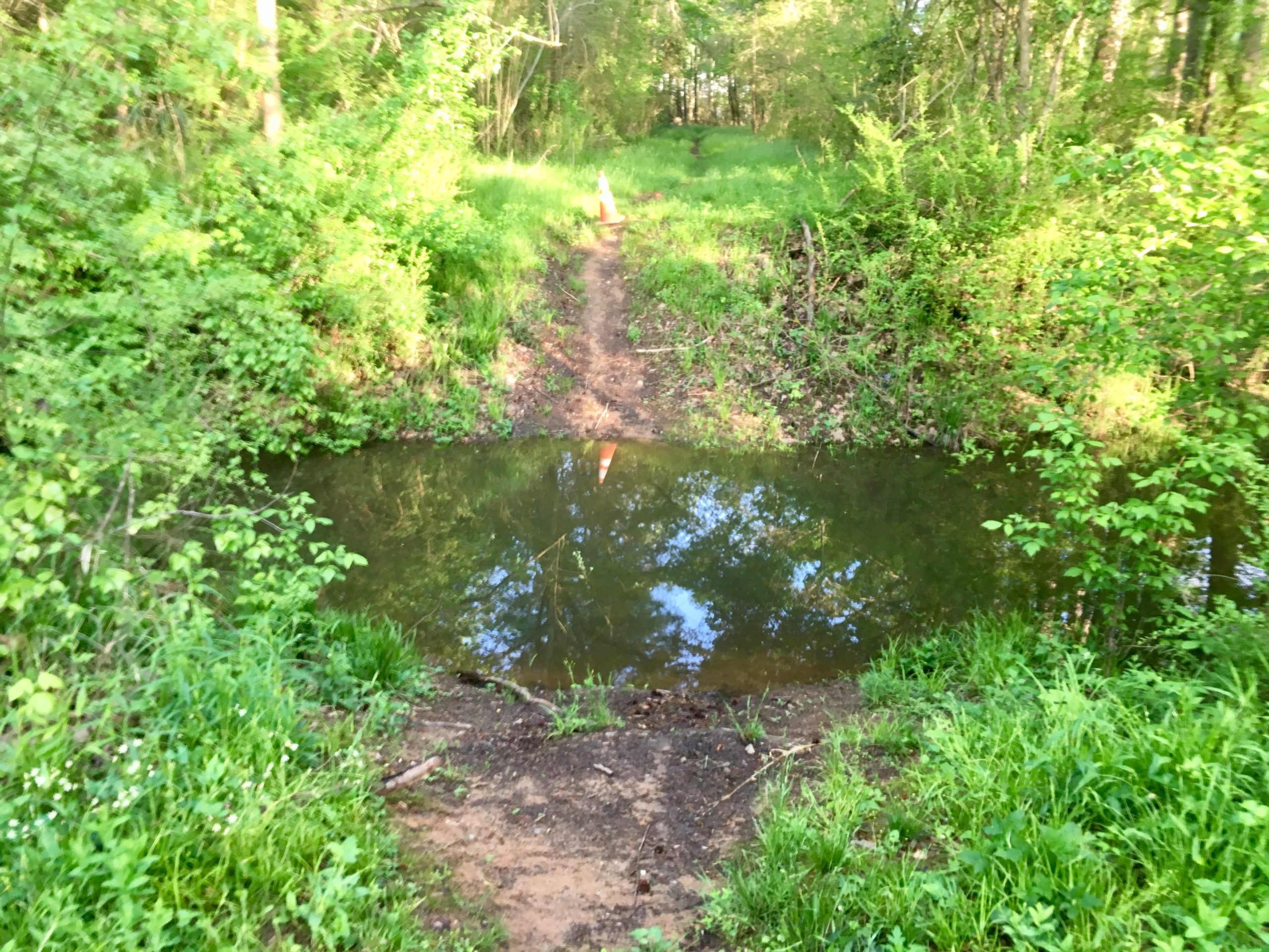 A serene forest scene featuring a small pond surrounded by lush greenery. The water reflects the trees overhead, and a dirt path leads up to the pond from the right side. A traffic cone is positioned near the edge of the pond, indicating a point of interest or warning. Saluda Shoals Park mountain bike trail.