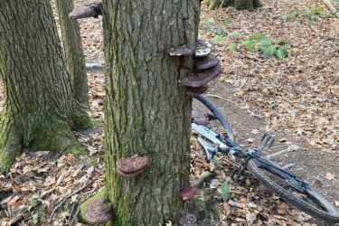 A tree trunk in a wooded area, covered in various mushrooms. The ground is covered with fallen leaves, and a bicycle is leaning against the tree in the background. Fairground Trails mountain bike trail.