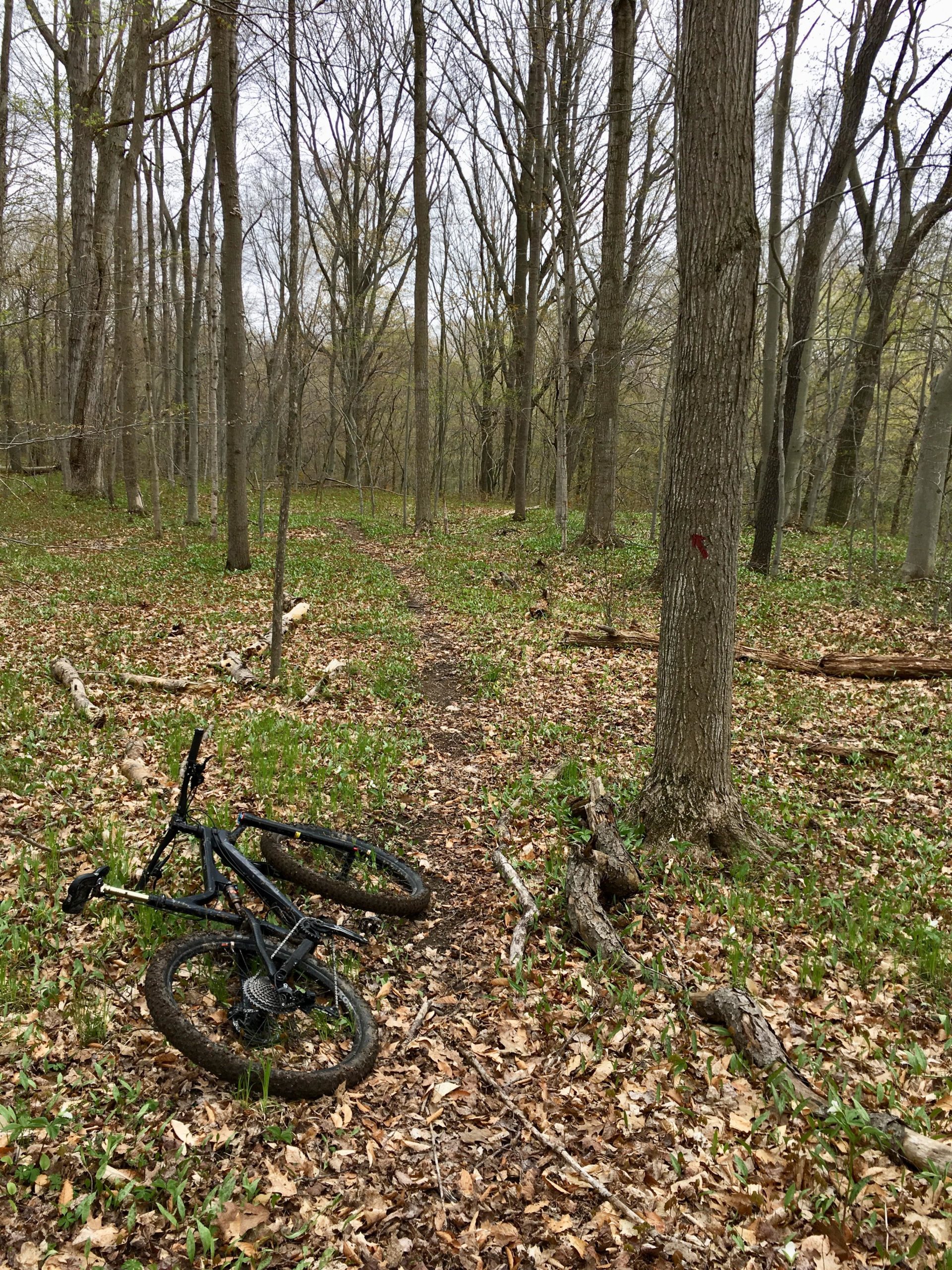A mountain bike lying on its side on a dirt path in a wooded area. The scene features bare trees with budding greenery in the background, scattered dry leaves on the ground, and a narrow trail winding through the forest. Parkhill Conservation area and rail trail mountain bike trail.