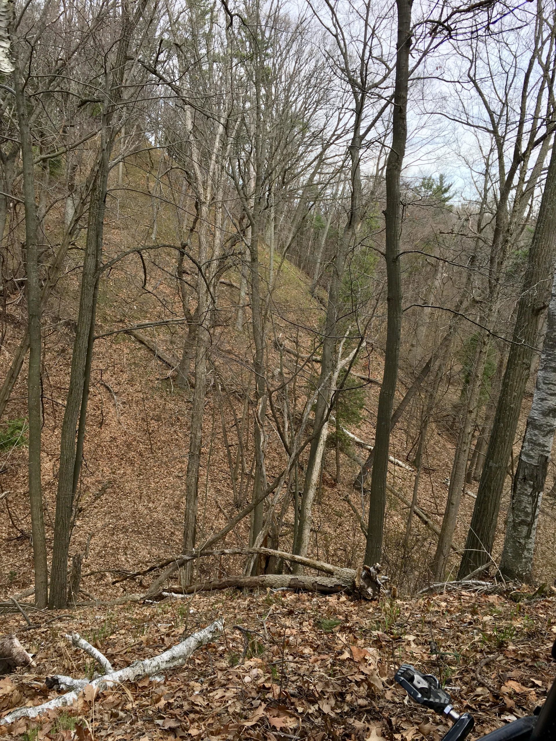 A dense forest scene showing bare trees in early spring, with leaf-covered ground sloping down into a valley. The area features fallen branches and a gentle incline, indicating a natural, wooded landscape. Pinery Provincial Park mountain bike trail.