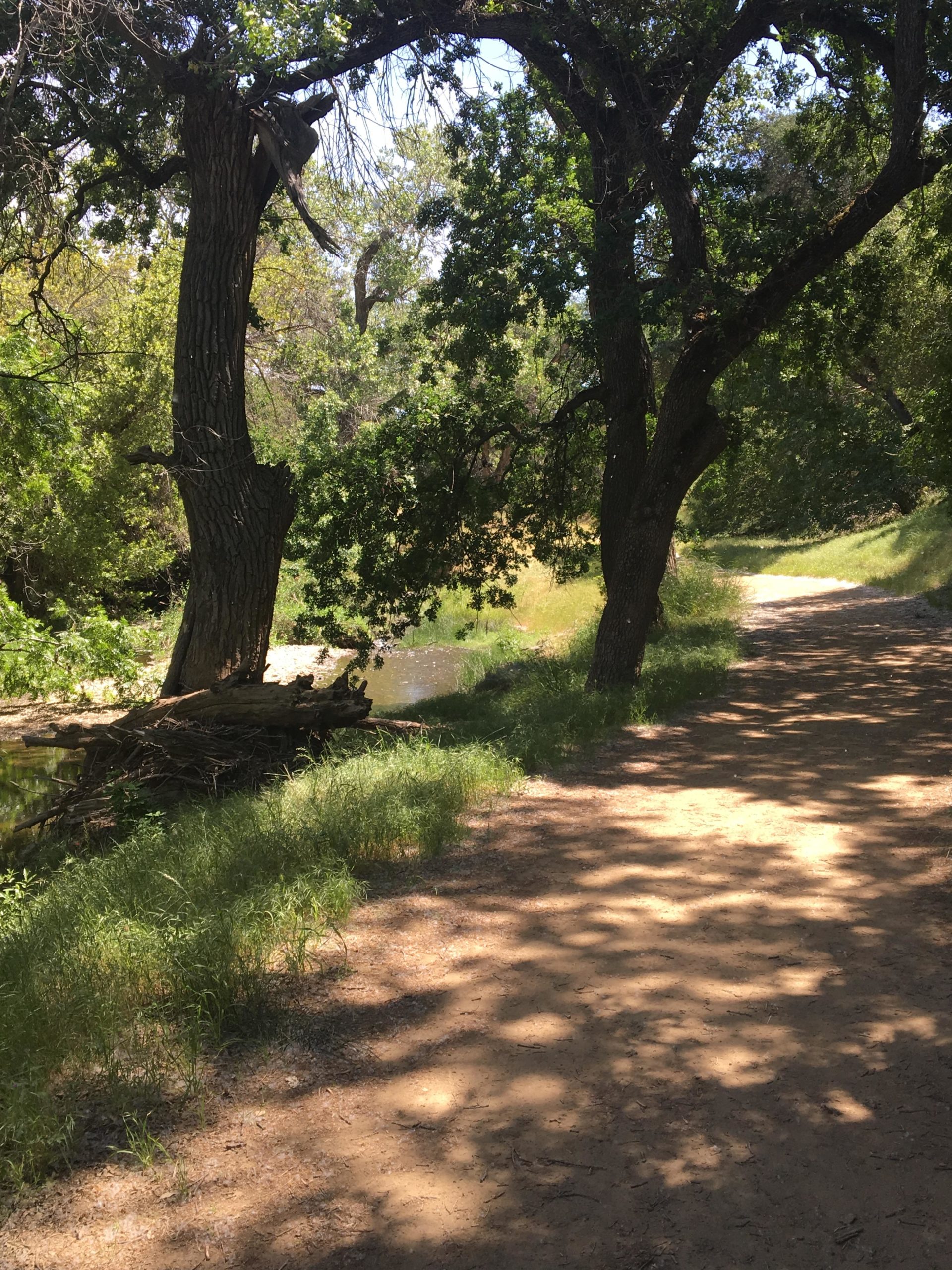 A scenic view of a dirt path winding through a lush green landscape, flanked by large trees. To the left, a small stream is visible, with a log resting on the bank. The sunlight filters through the leaves, creating dappled shadows on the ground. Round Valley to Morgan Territory mountain bike trail.