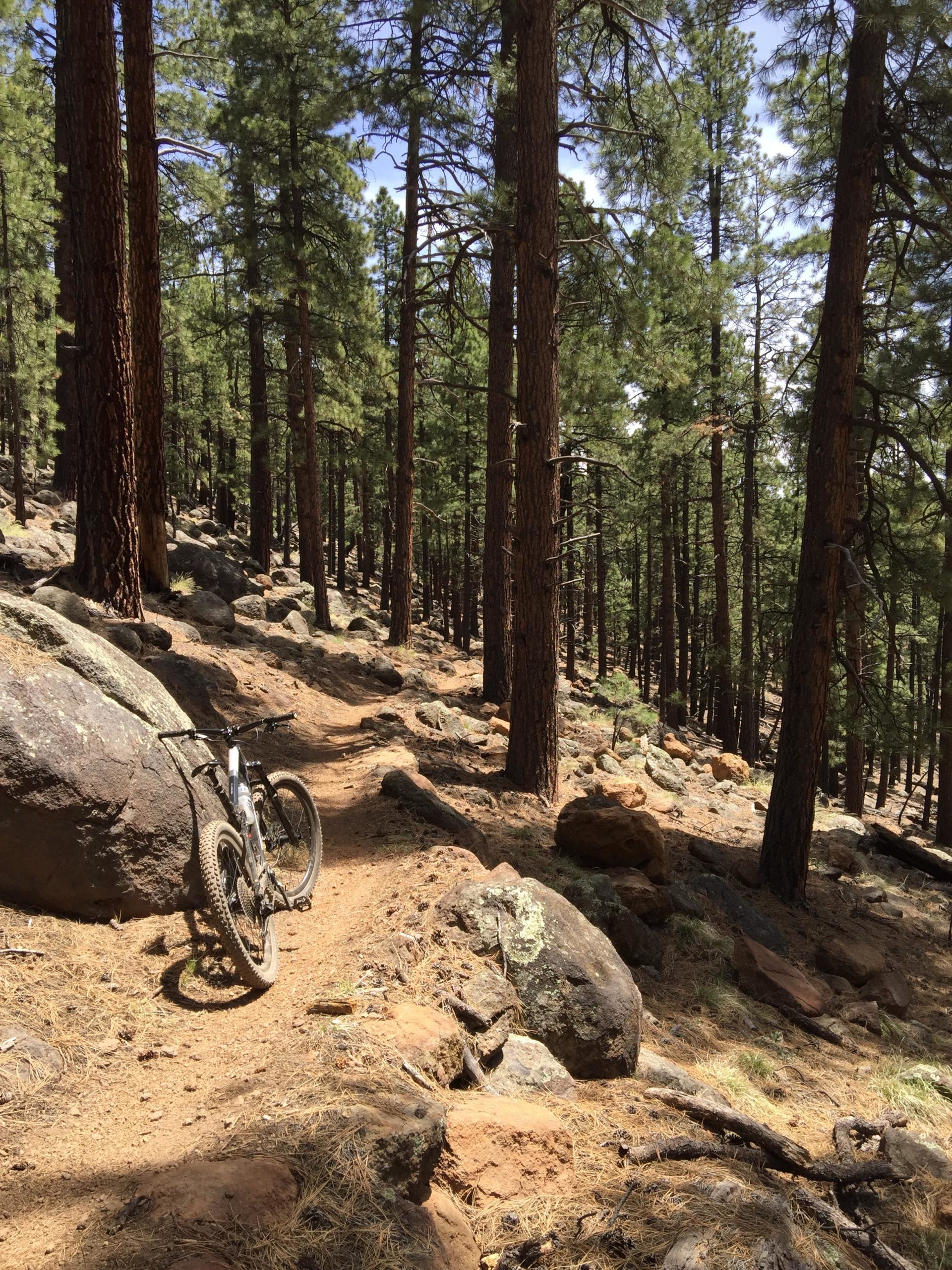 A narrow dirt trail winds through a dense forest of tall pine trees, with scattered rocks along the path. A mountain bike lies on its side near the trail, surrounded by patches of dry pine needles and rocky terrain under a clear blue sky. Arizona Trail: Flagstaff mountain bike trail.
