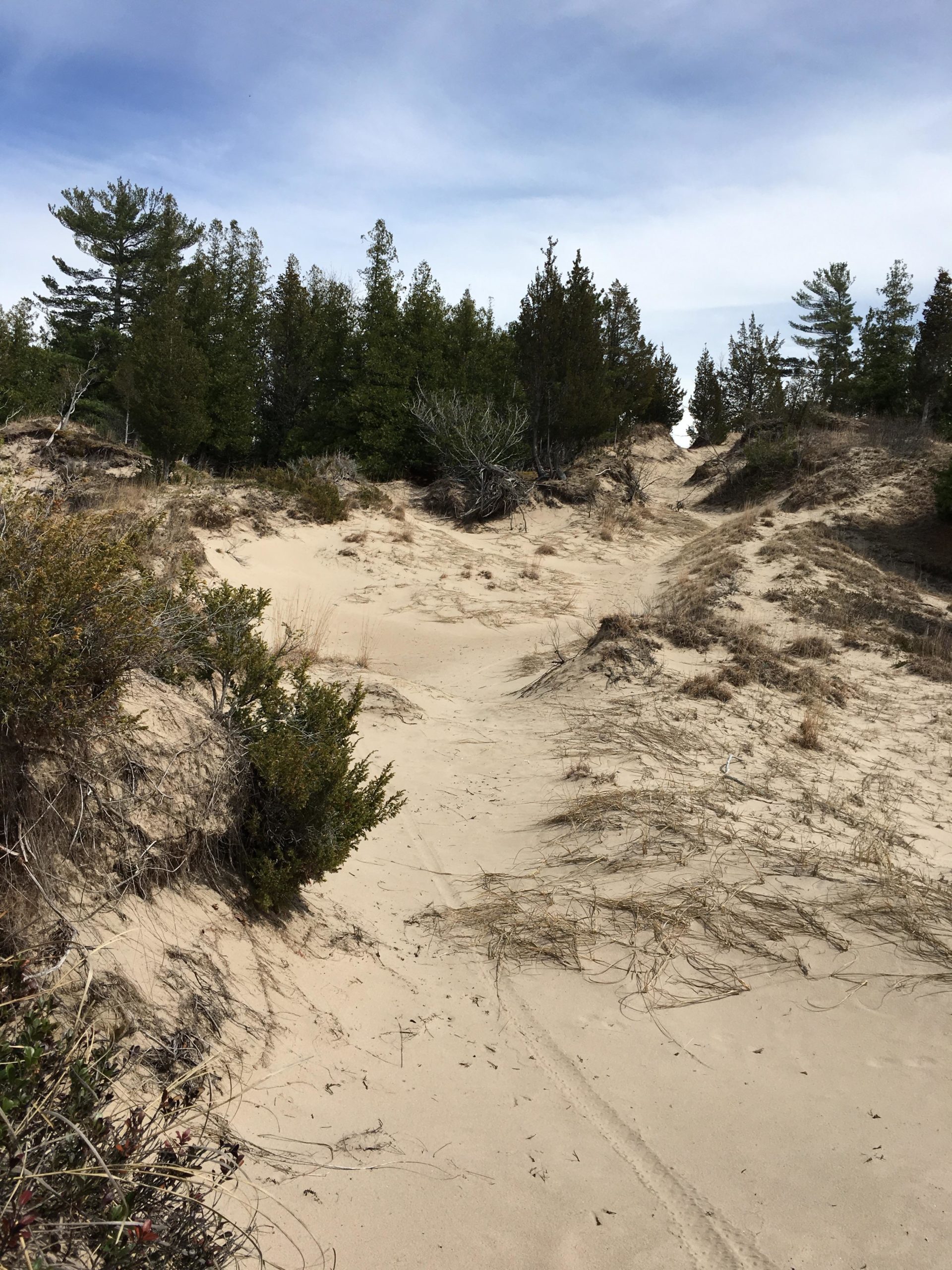 A sandy path winds through an area of low dunes, leading into a dense stand of green trees. The sky is mostly clear with some clouds, and patches of dry grass and shrubs are scattered across the sandy terrain. Pinery Provincial Park mountain bike trail.