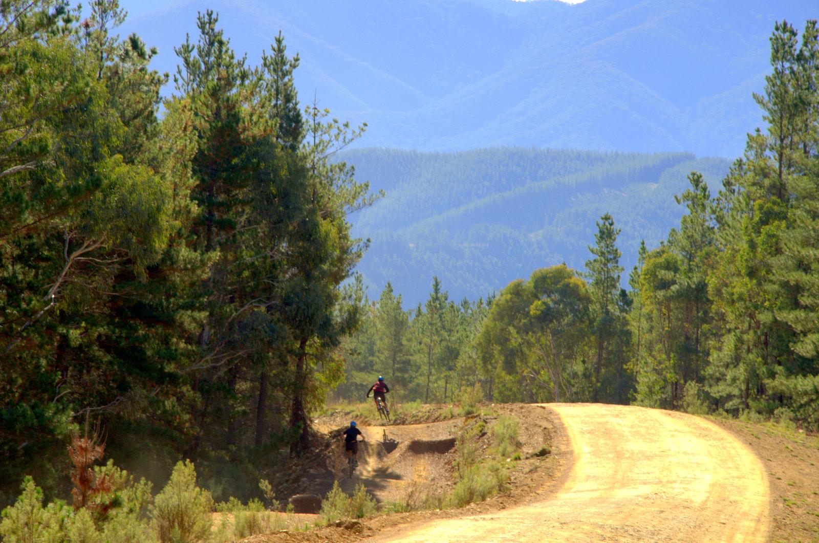 Two mountain bikers riding along a dirt trail surrounded by tall trees and mountainous terrain in the background. Hero Trail mountain bike trail.