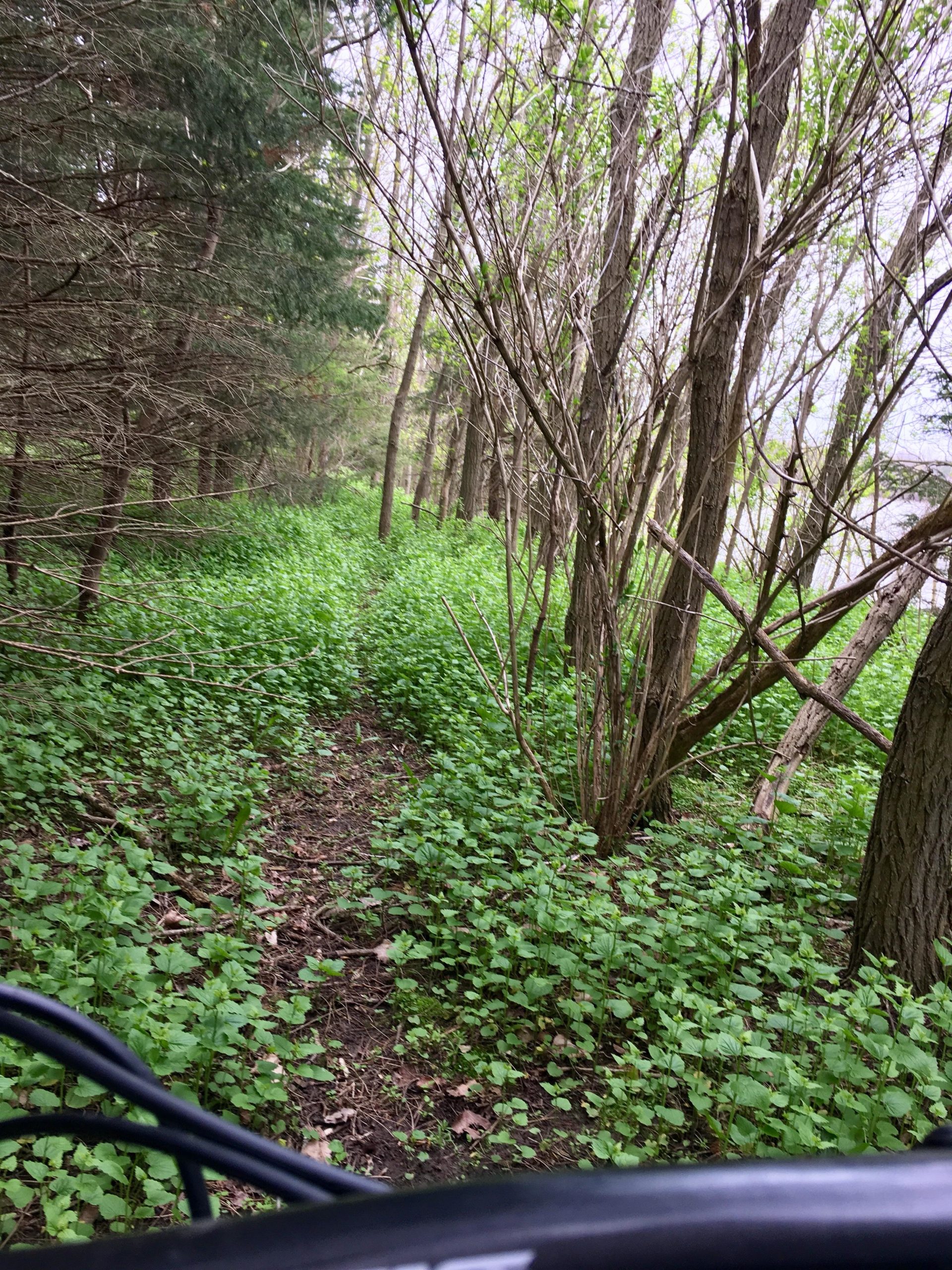 A narrow dirt path meanders through a lush, green forest, surrounded by dense greenery and trees. Emerging leaves indicate spring, while patches of leafy ground cover create a vibrant landscape. The view captures the tranquility of nature, with a glimpse of the path leading deeper into the woods. Parkhill Conservation area and rail trail mountain bike trail.