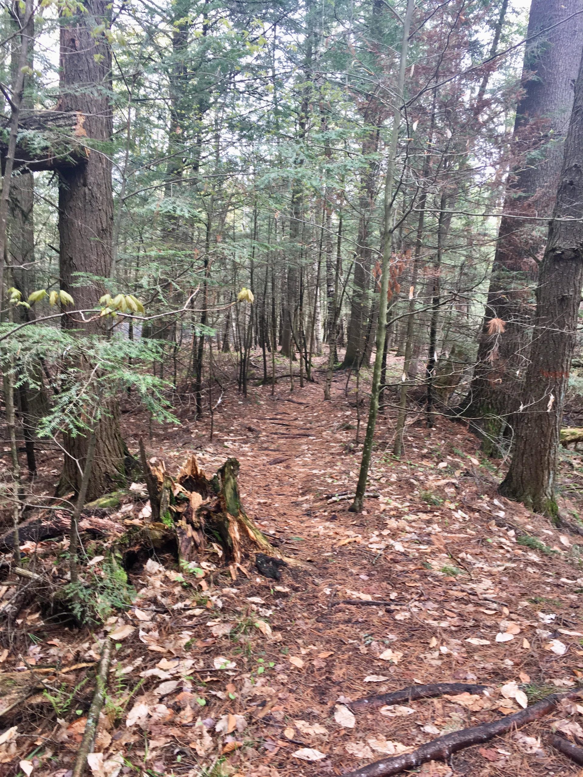 A serene forest path winding through tall trees, with a mix of green foliage and fallen leaves scattered across the ground. A decayed tree stump is visible on the left side of the trail, adding to the natural ambiance. The scene reflects the tranquility of a woodland setting. Forest Valley mountain bike trail.
