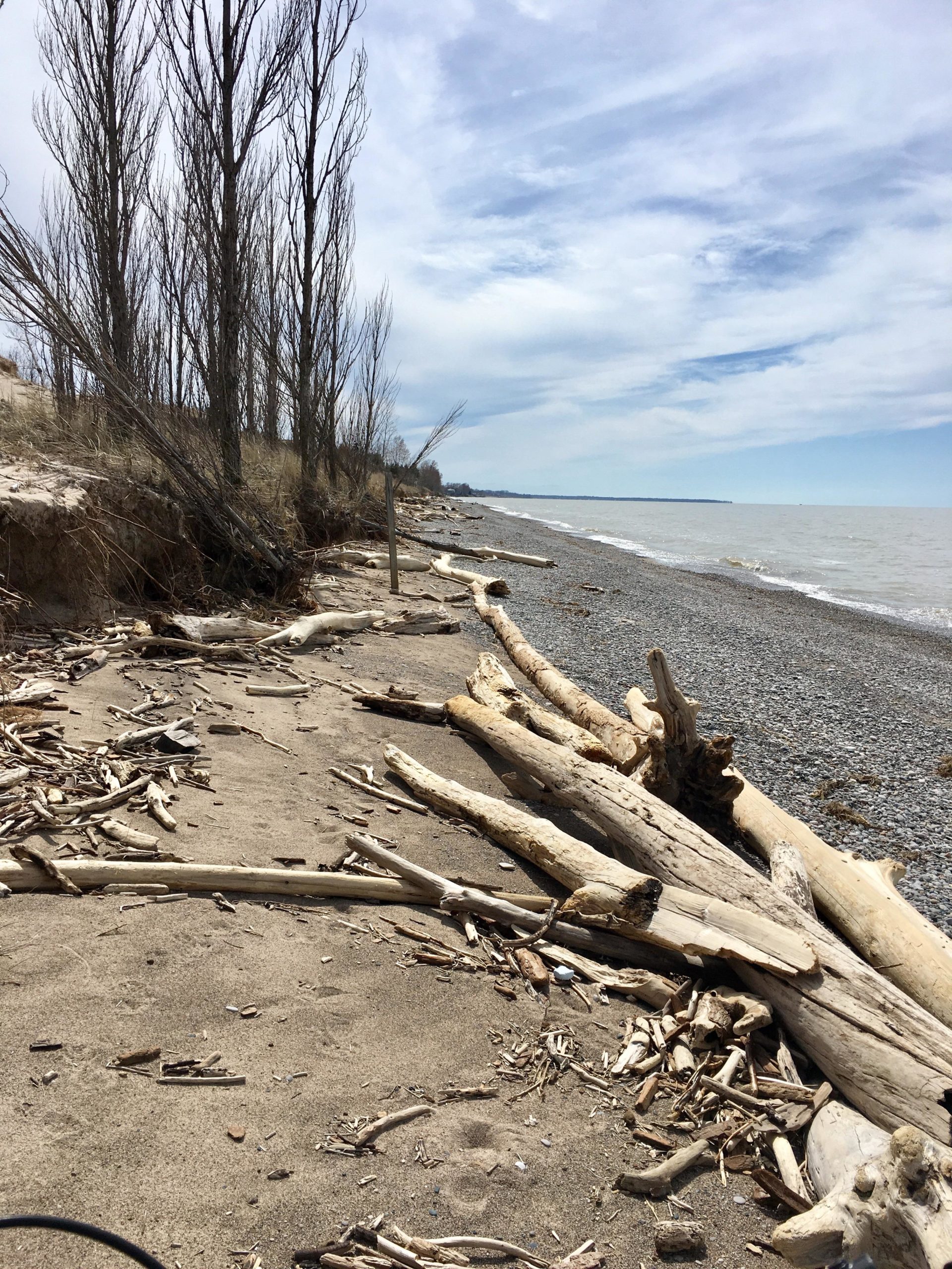 A sandy beach shoreline with scattered driftwood and tree branches, bordered by a line of bare trees. The calm water of the lake extends towards the horizon under a partly cloudy sky. Small pebbles and sand are visible on the beach. Pinery Provincial Park mountain bike trail.