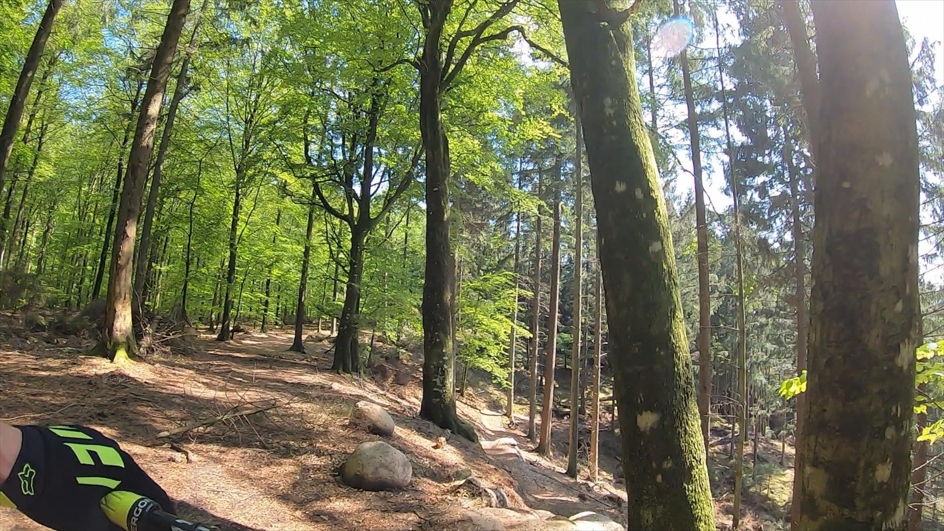 A serene forest scene featuring tall trees with vibrant green leaves. Sunlight filters through the canopy, illuminating a winding path that leads deeper into the woods. The ground is covered with scattered rocks and fallen twigs, creating a natural, rugged landscape. Vesterskoven mountain bike trail.