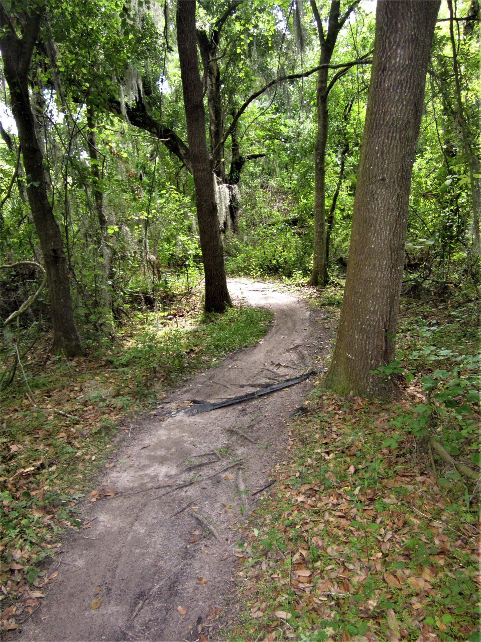 A winding dirt trail through a lush forest, surrounded by green foliage and tall trees. Spanish moss hangs from branches above, and fallen leaves cover parts of the trail. The scene is bright and inviting, suggesting a peaceful outdoor setting. Loyce E. Harpe Park mountain bike trail.