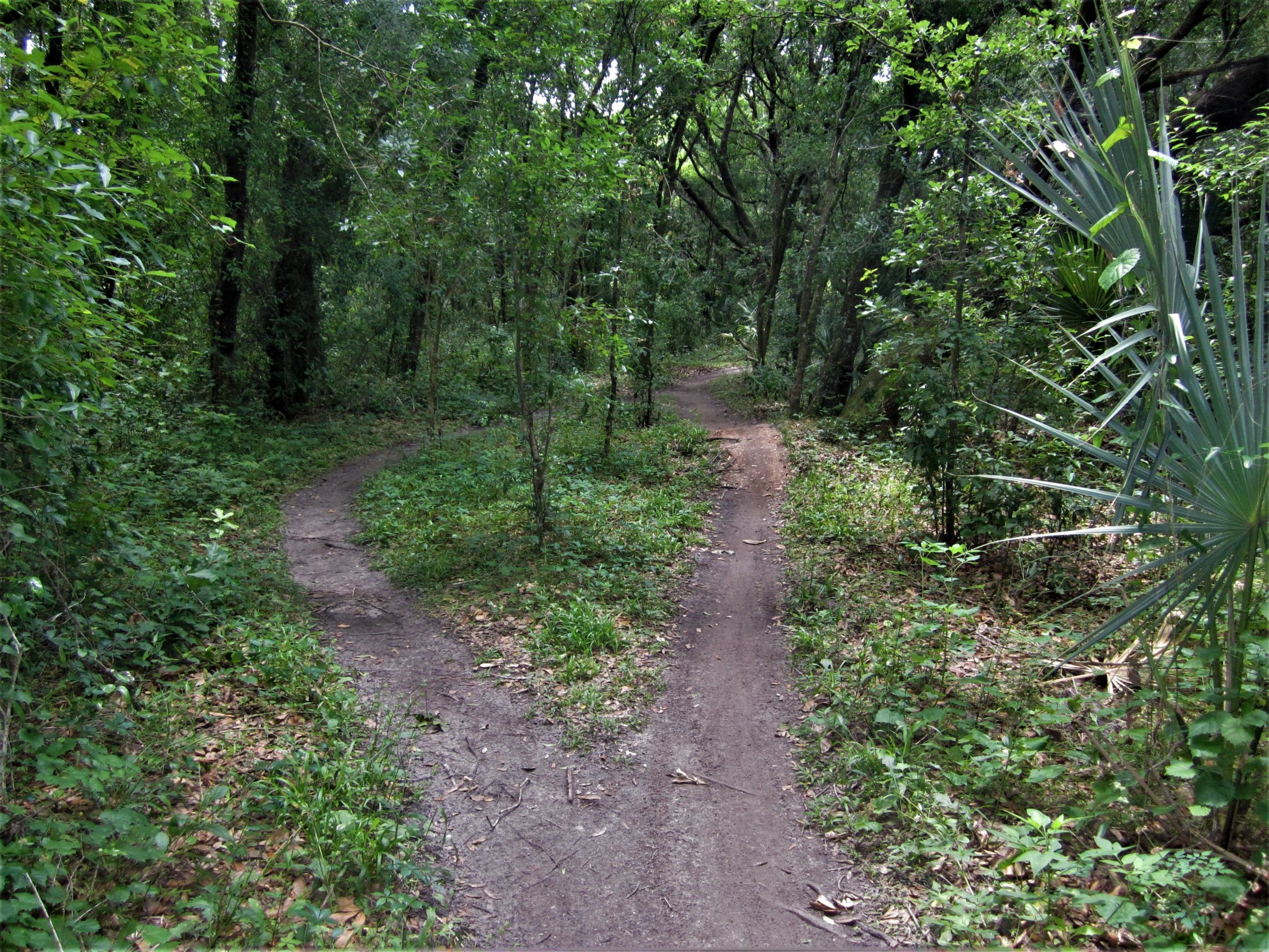 A winding dirt path through a dense green forest, with lush vegetation on either side, and two diverging trails ahead. Loyce E. Harpe Park mountain bike trail.