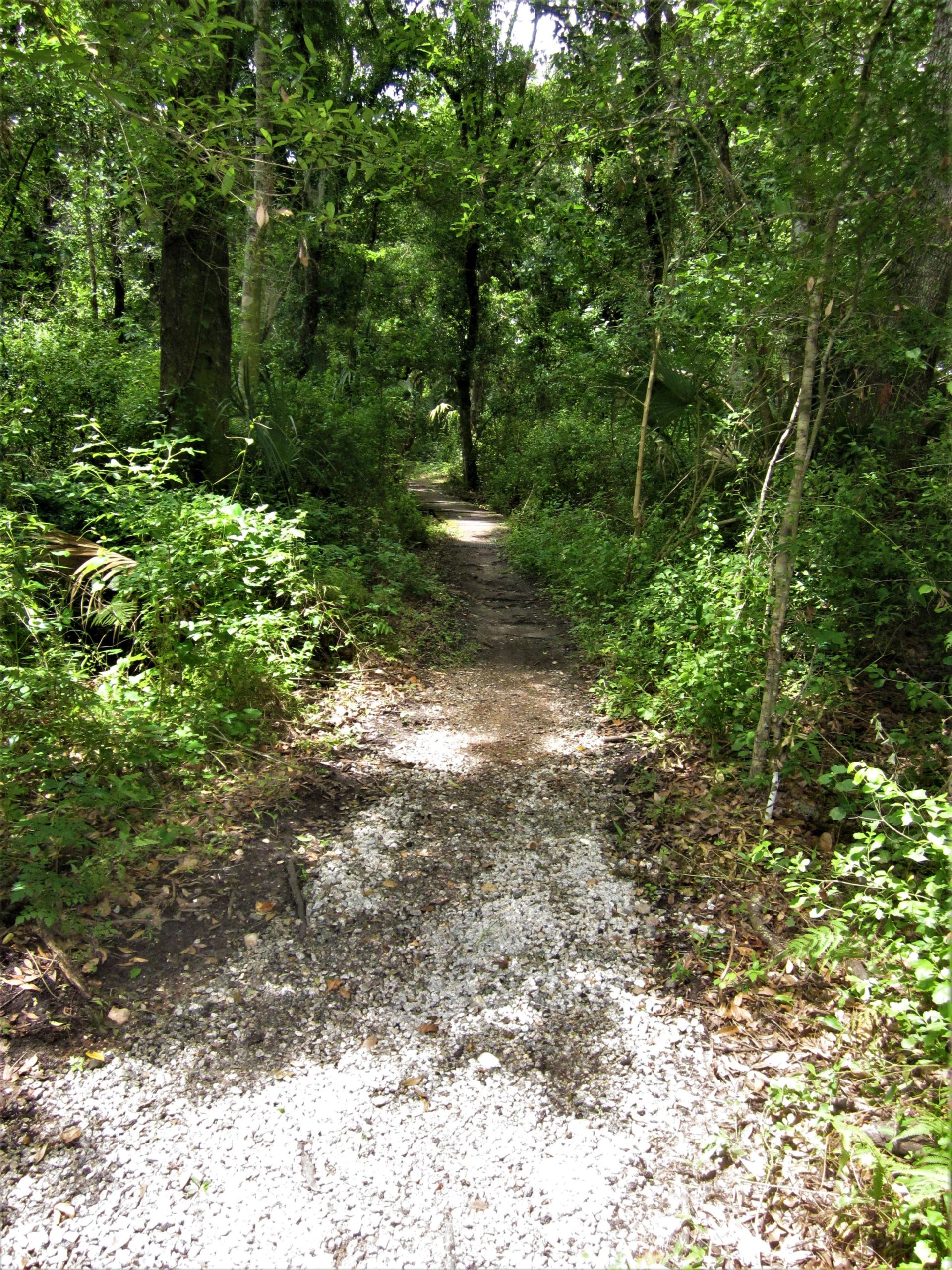 A narrow pathway winding through a lush, green forest, surrounded by dense foliage and tall trees. Sunlight filters through the canopy, creating dappled shadows on the gravel path. Loyce E. Harpe Park mountain bike trail.