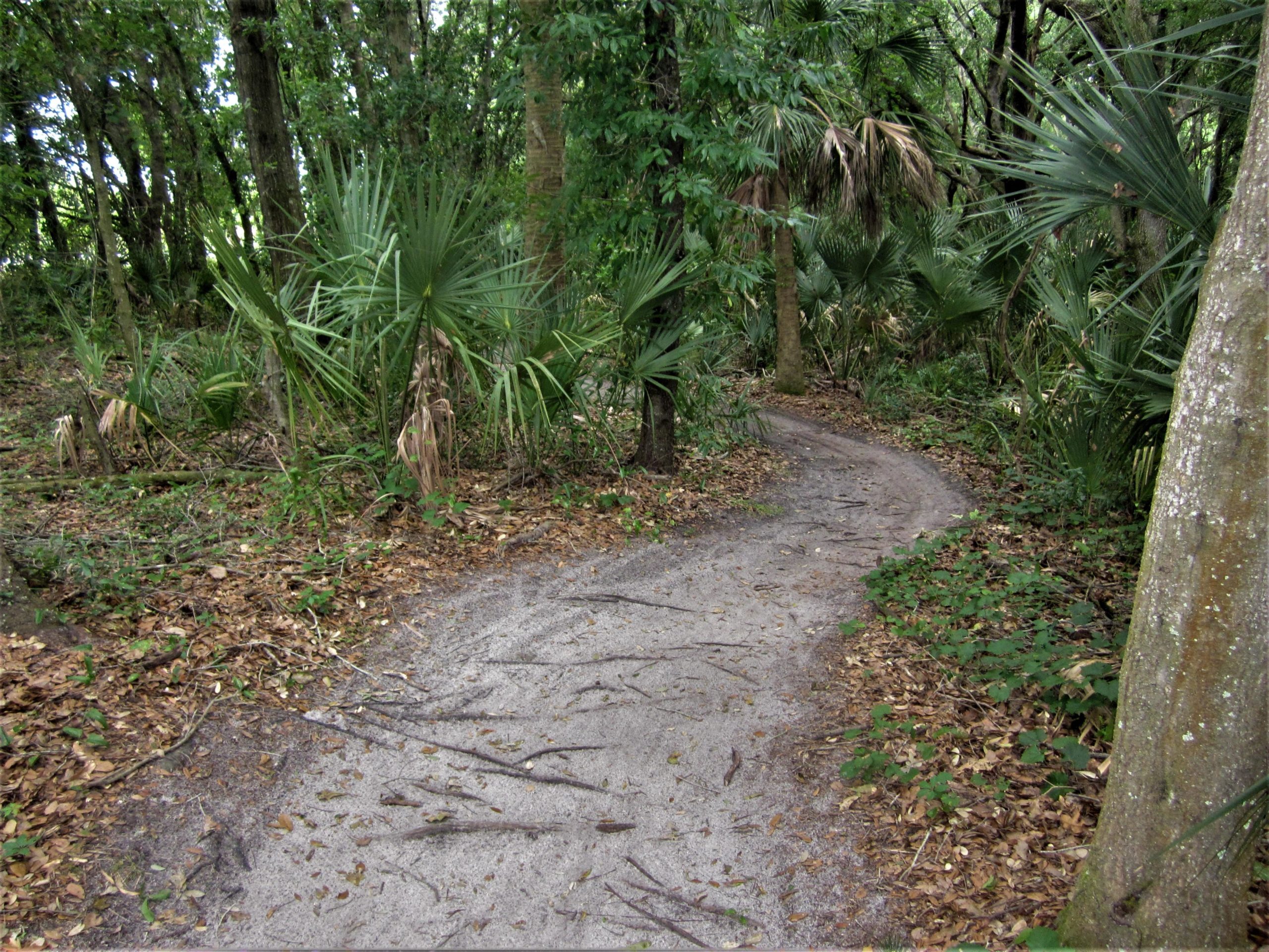 A winding sandy trail surrounded by dense greenery, including palm plants and trees, with scattered fallen leaves on the ground. Loyce E. Harpe Park mountain bike trail.