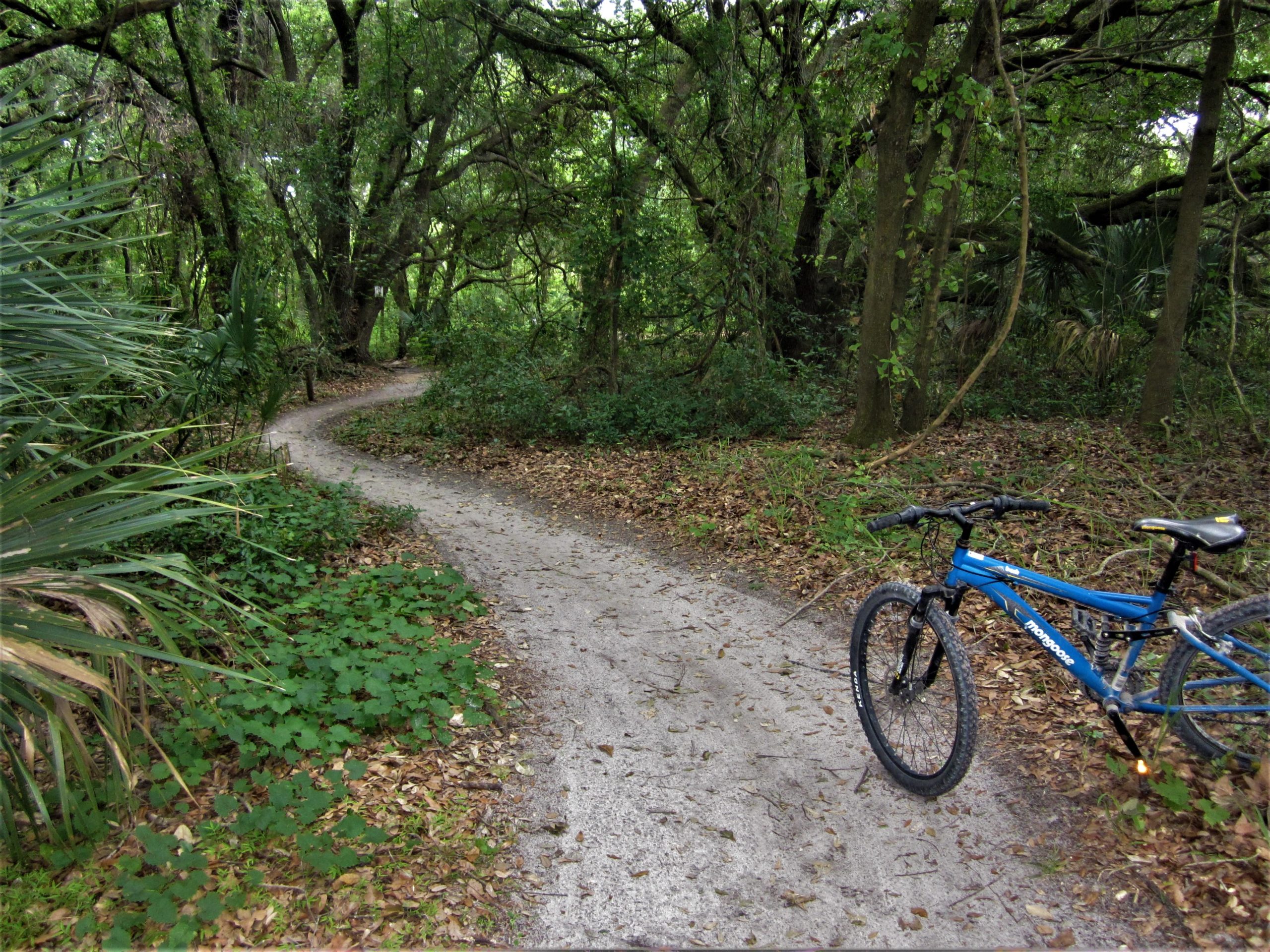 A winding dirt bike path surrounded by lush greenery in a forested area, with a blue mountain bike resting on the side of the trail. Loyce E. Harpe Park mountain bike trail.